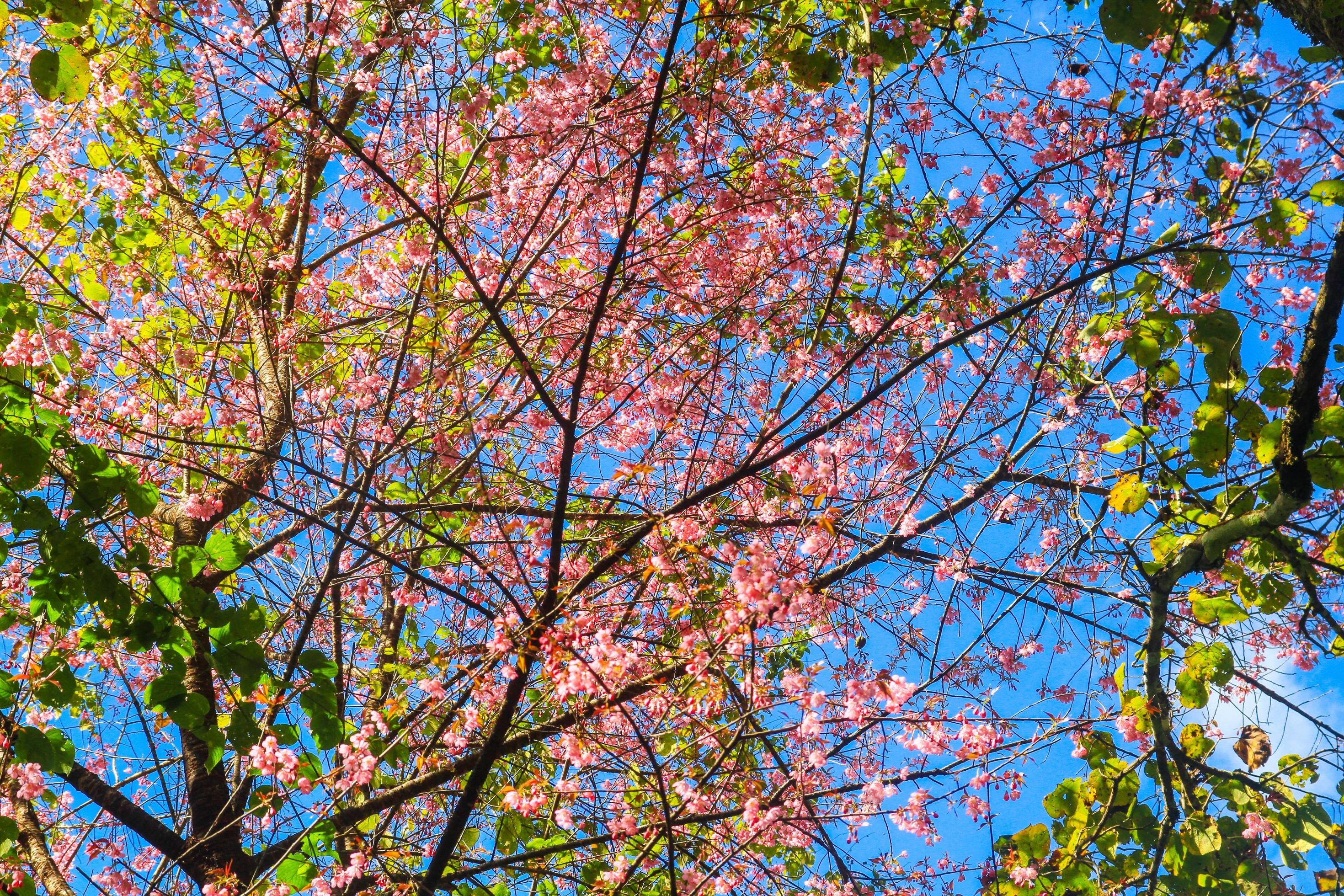 Beautiful Wild Himalayan Cherry flowers with blue sky in forest on the mountain, Thailand Stock Free