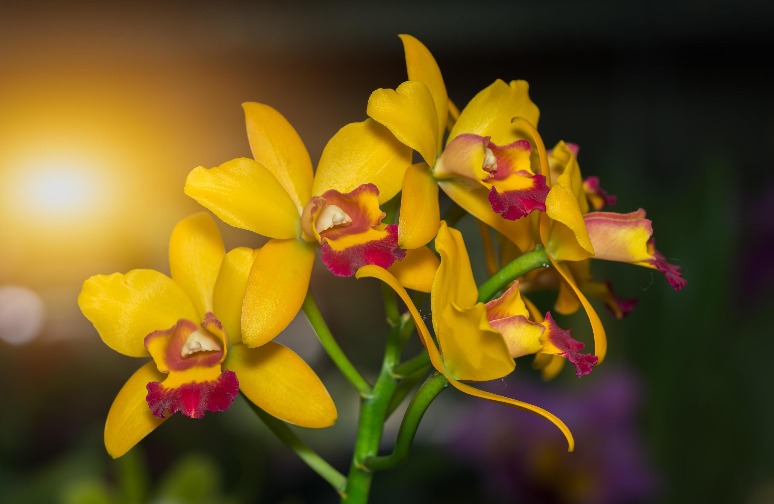 beautiful yellow Dendrobium orchid flower Stock Free