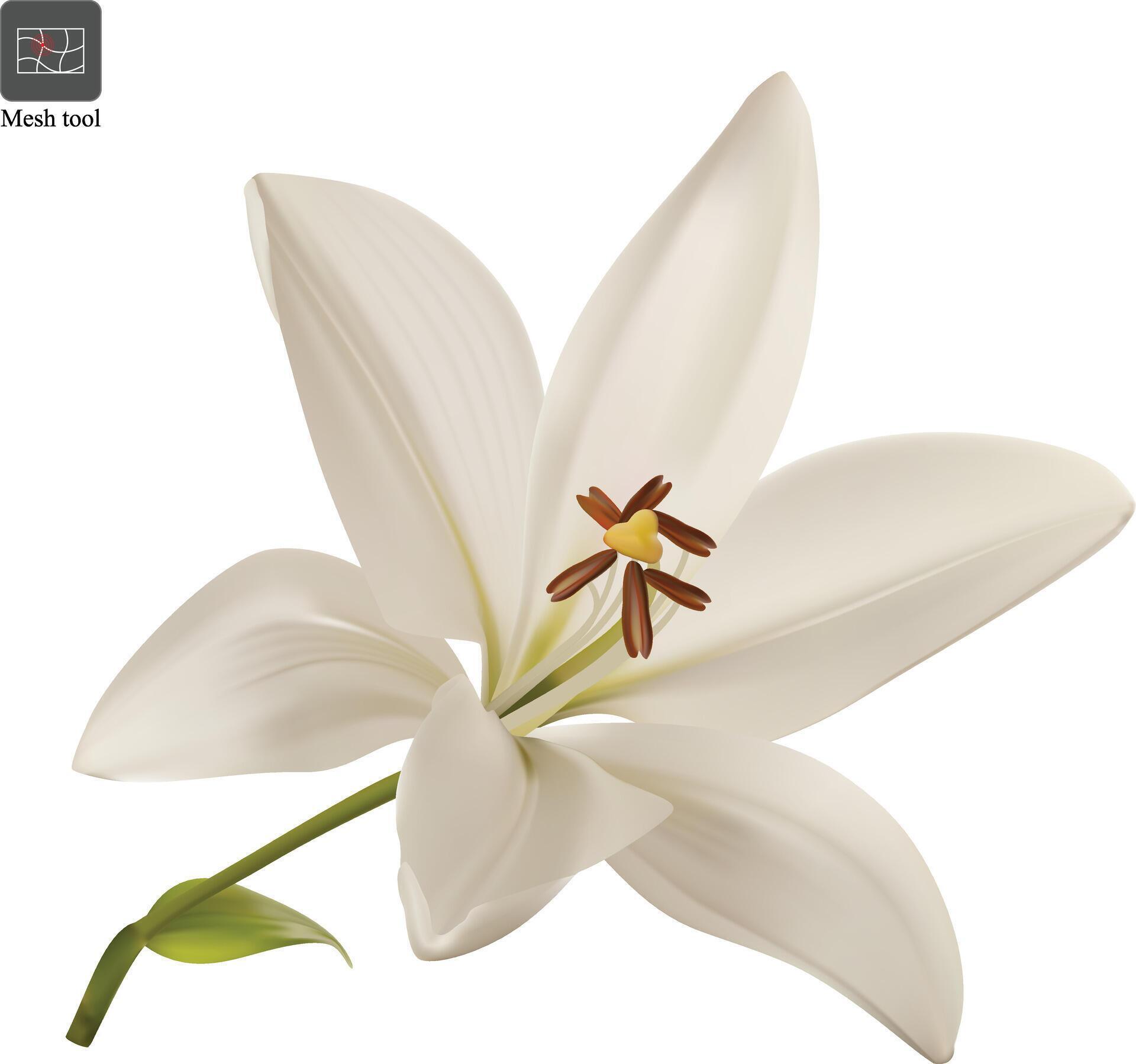 White lily flower head closeup isolated. Realistic illustration Stock Free