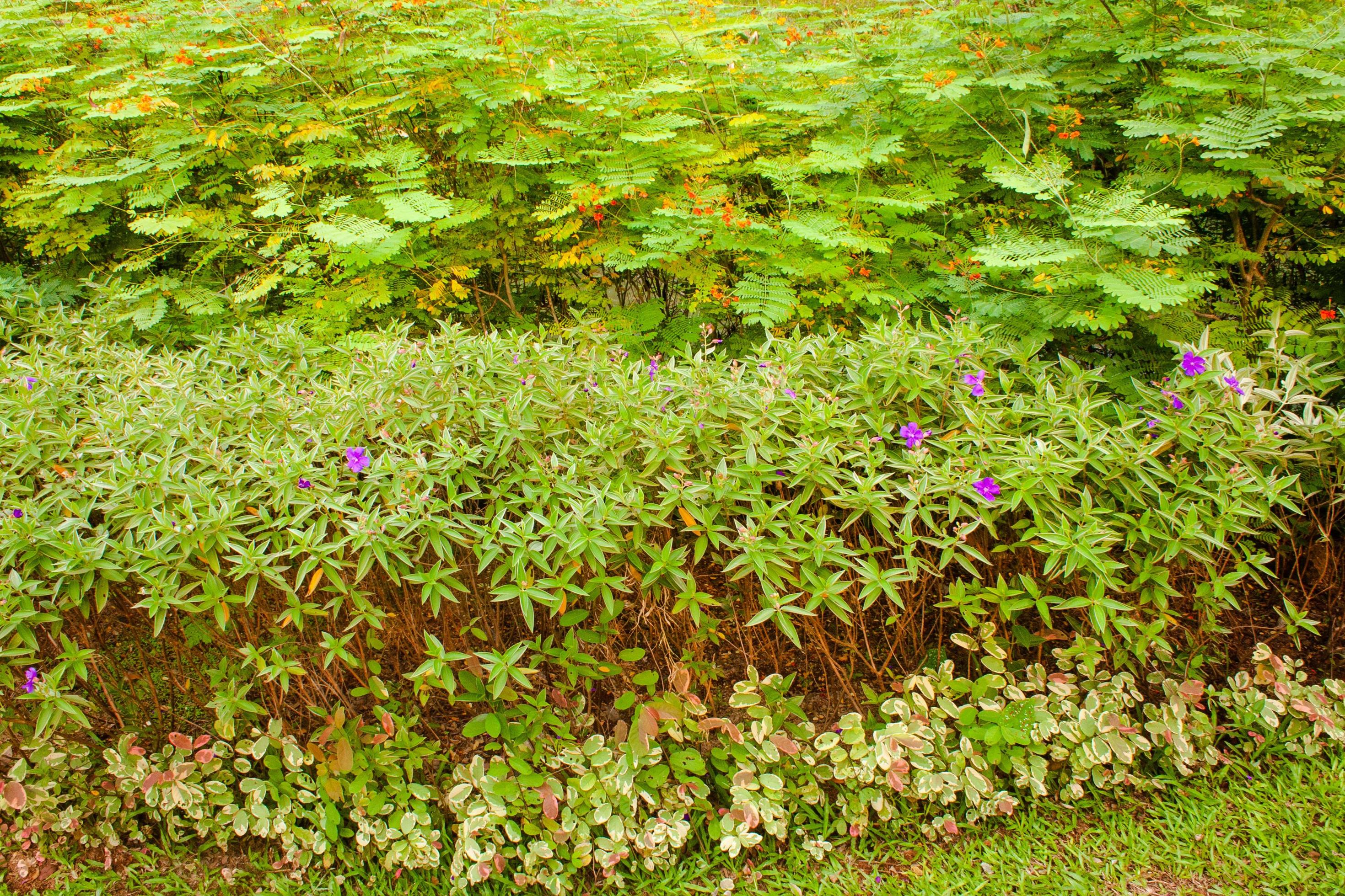 Garden with amazing plants and flowers. landscapes in the public park under a cloudy sky Stock Free