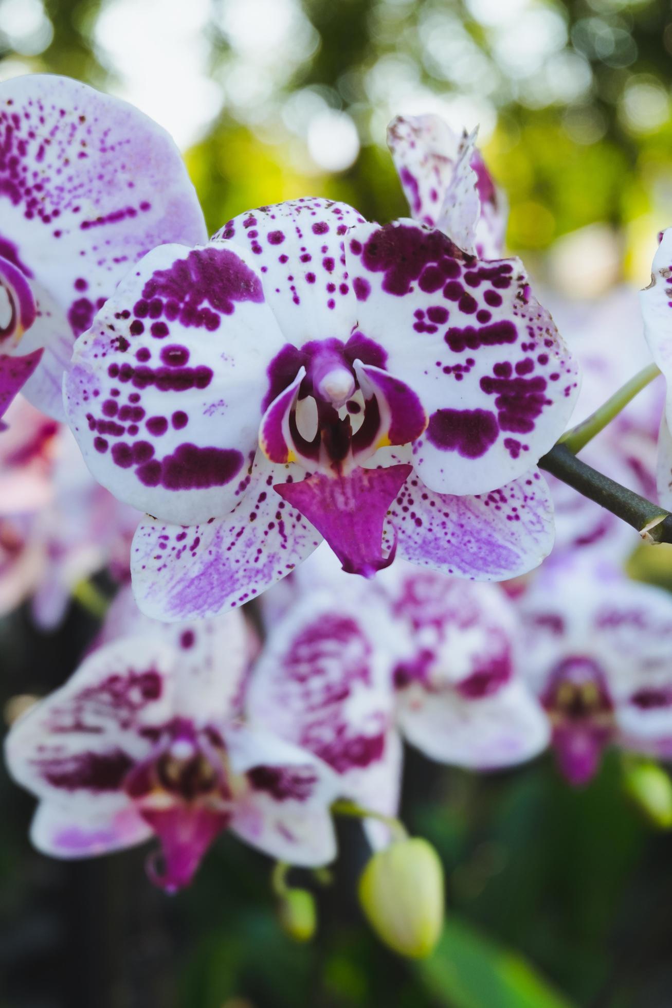 Orchid flower in tropical garden. Phalaenopsis Orchid flower.Floral background.Selective focus. Stock Free