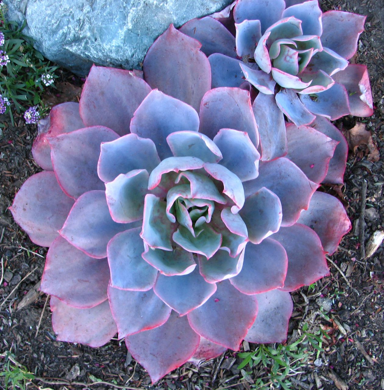 Pink-and-blue round succulents Stock Free