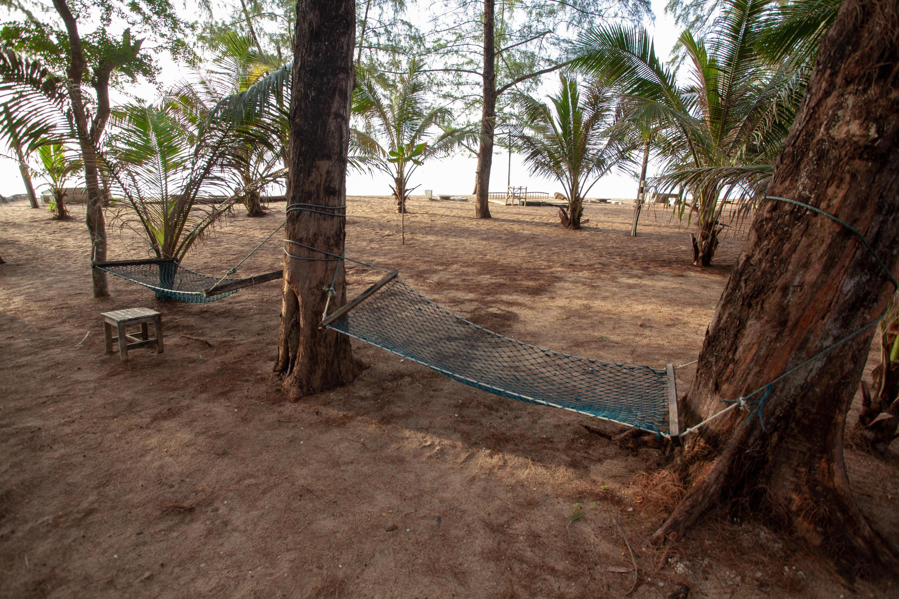 The netted hammock sits on a sandy beach surrounded by coconut trees. Stock Free