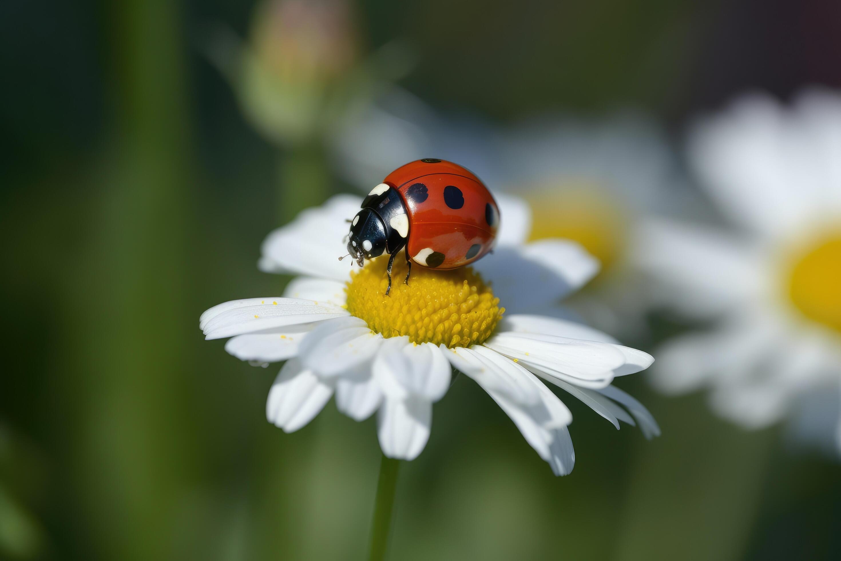 Ladybug on camomile flower. Ladybug on camomile flower. A cute red ladybug on a white chamomile flower with vibrant green leaves, Stock Free