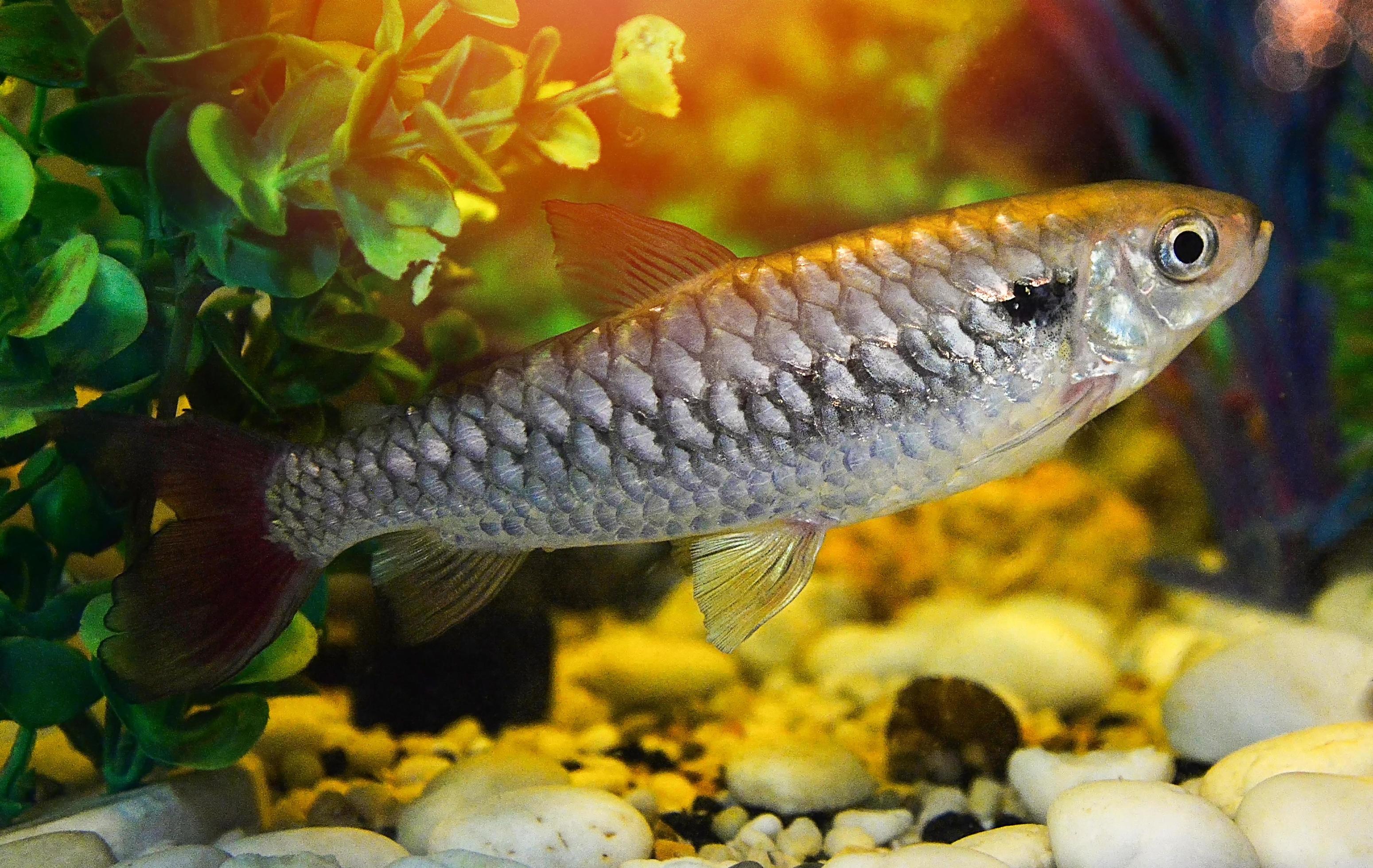 Red or Pink tail fish tales rare fish in minnow family Stock Free