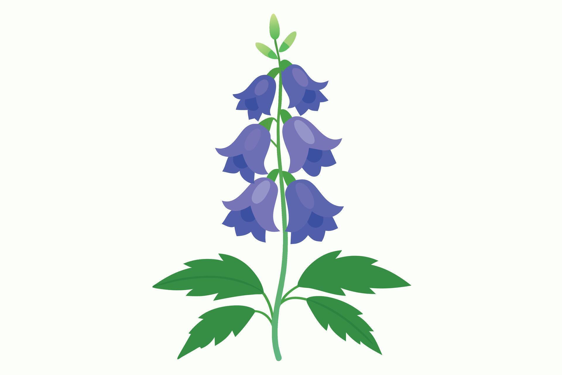 Monkshood Flower Vector Illustration Isolated on a Clean Background Stock Free