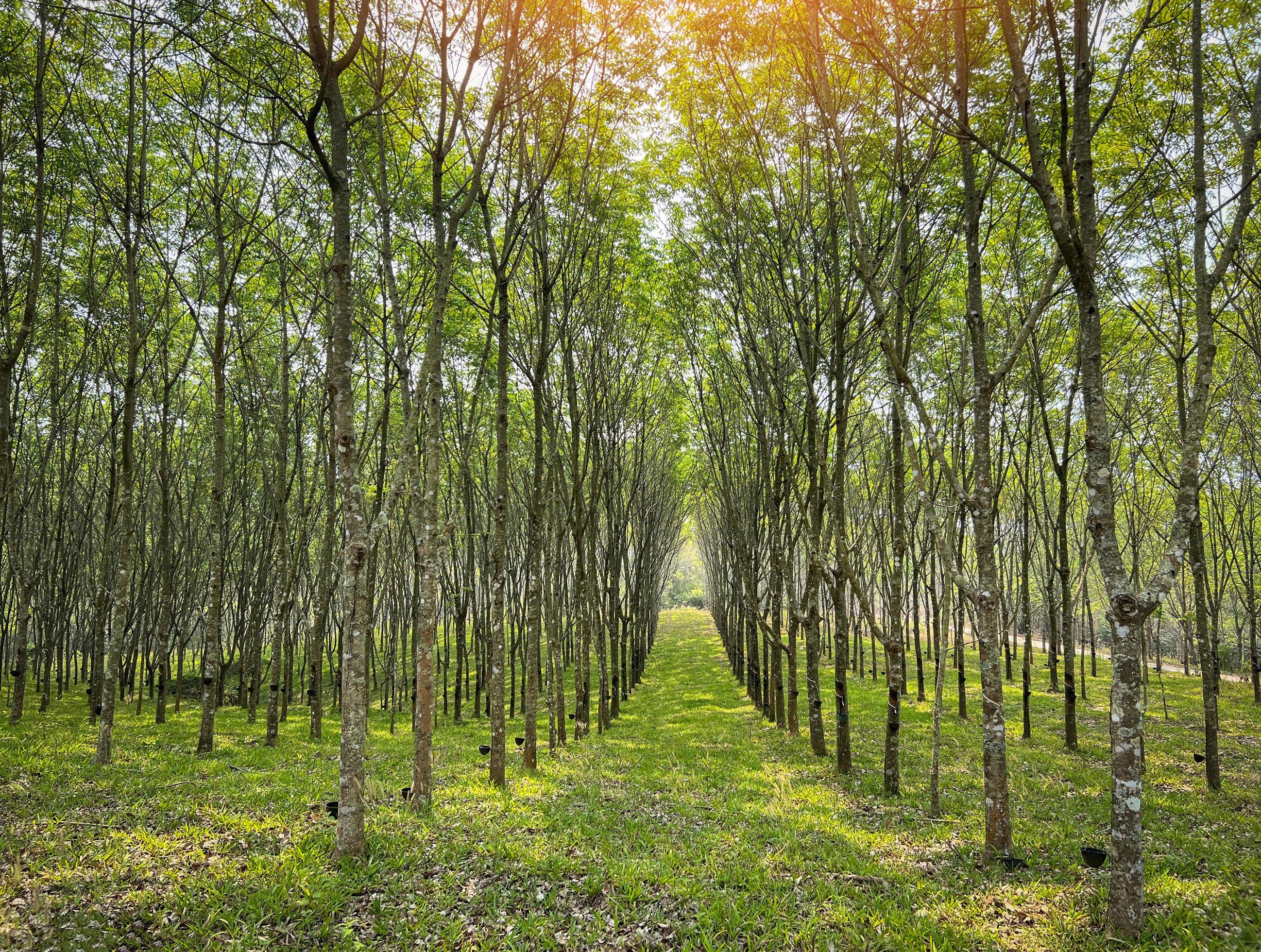 rubber plantation with rubber tree forest in agriculture of asia for natural latex row of tree Stock Free