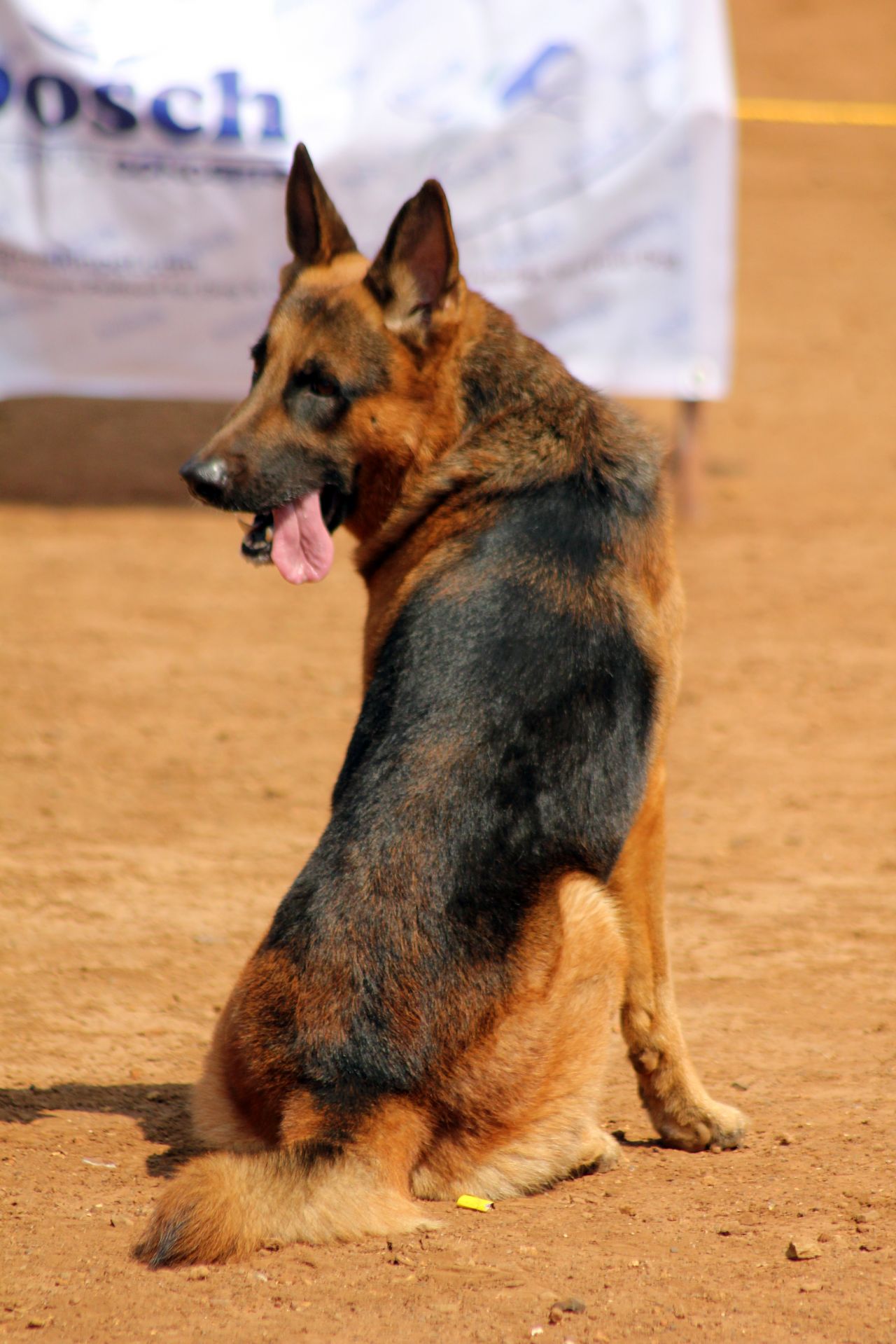 German Shepherd Looking Back Stock Free