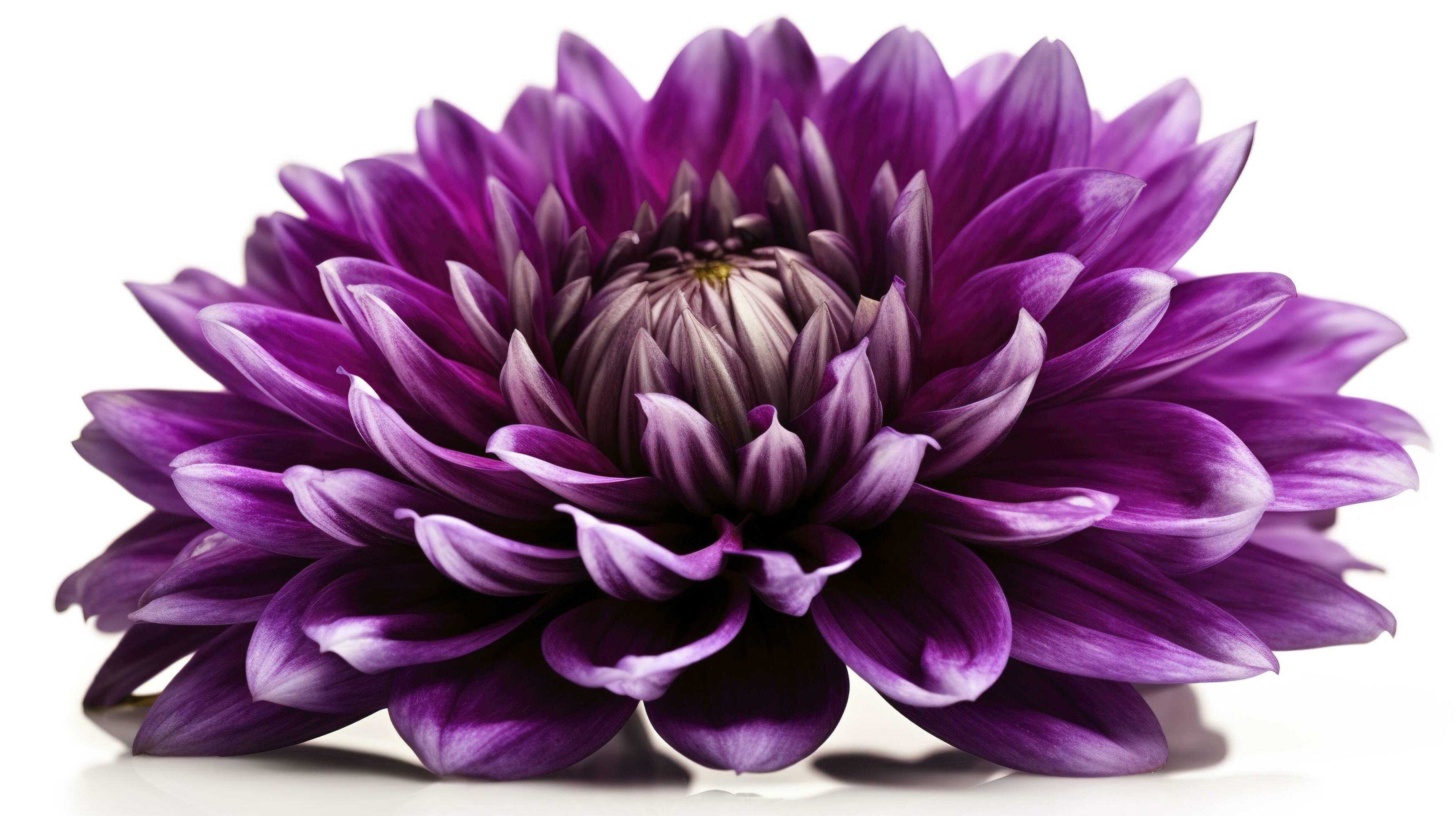 Big purple flower isolated on white background, generate ai Stock Free