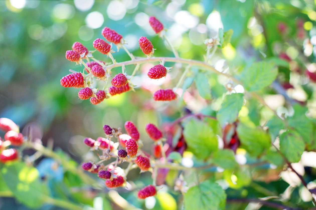 Berries Stock Free