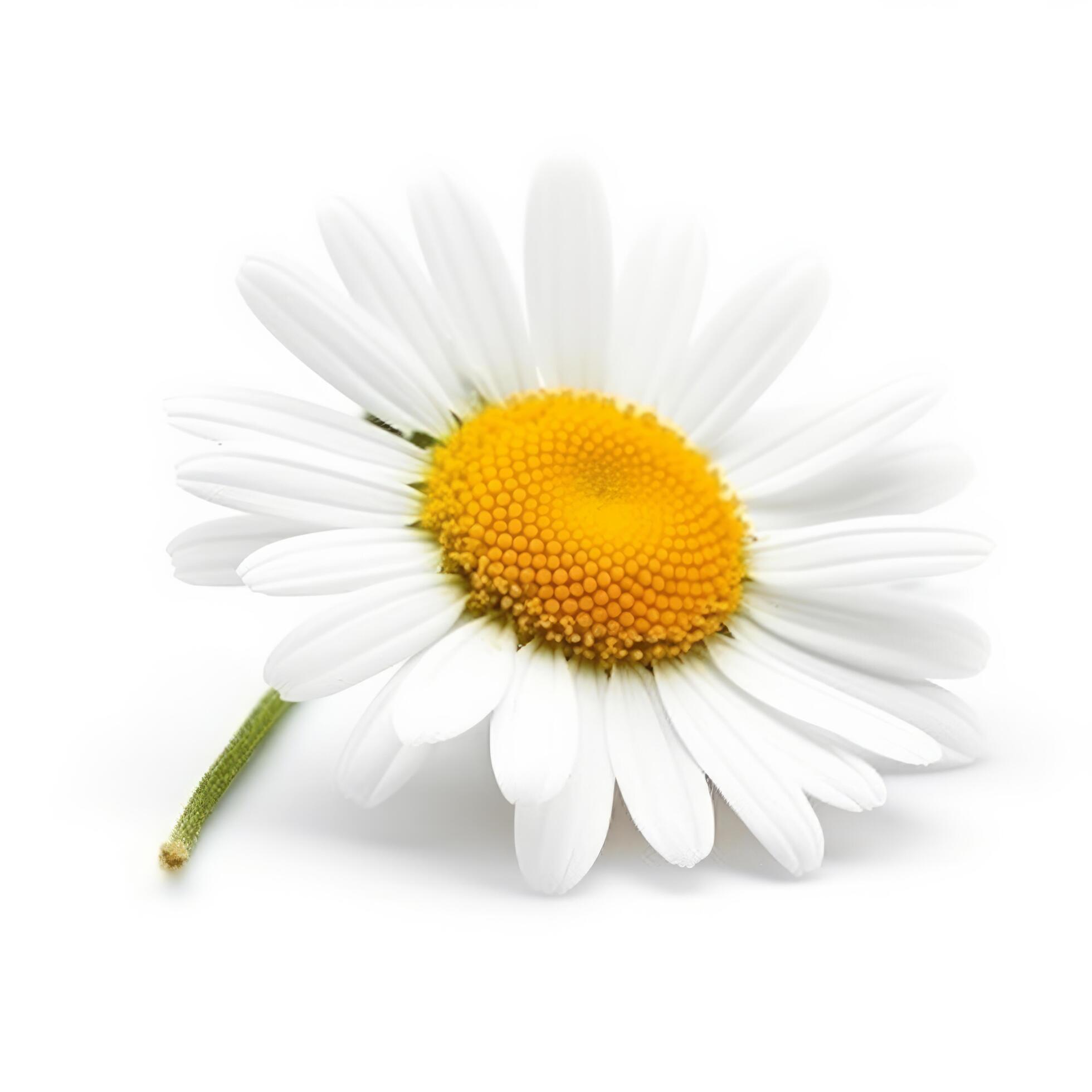 Chamomile flower on white background. Illustration Stock Free