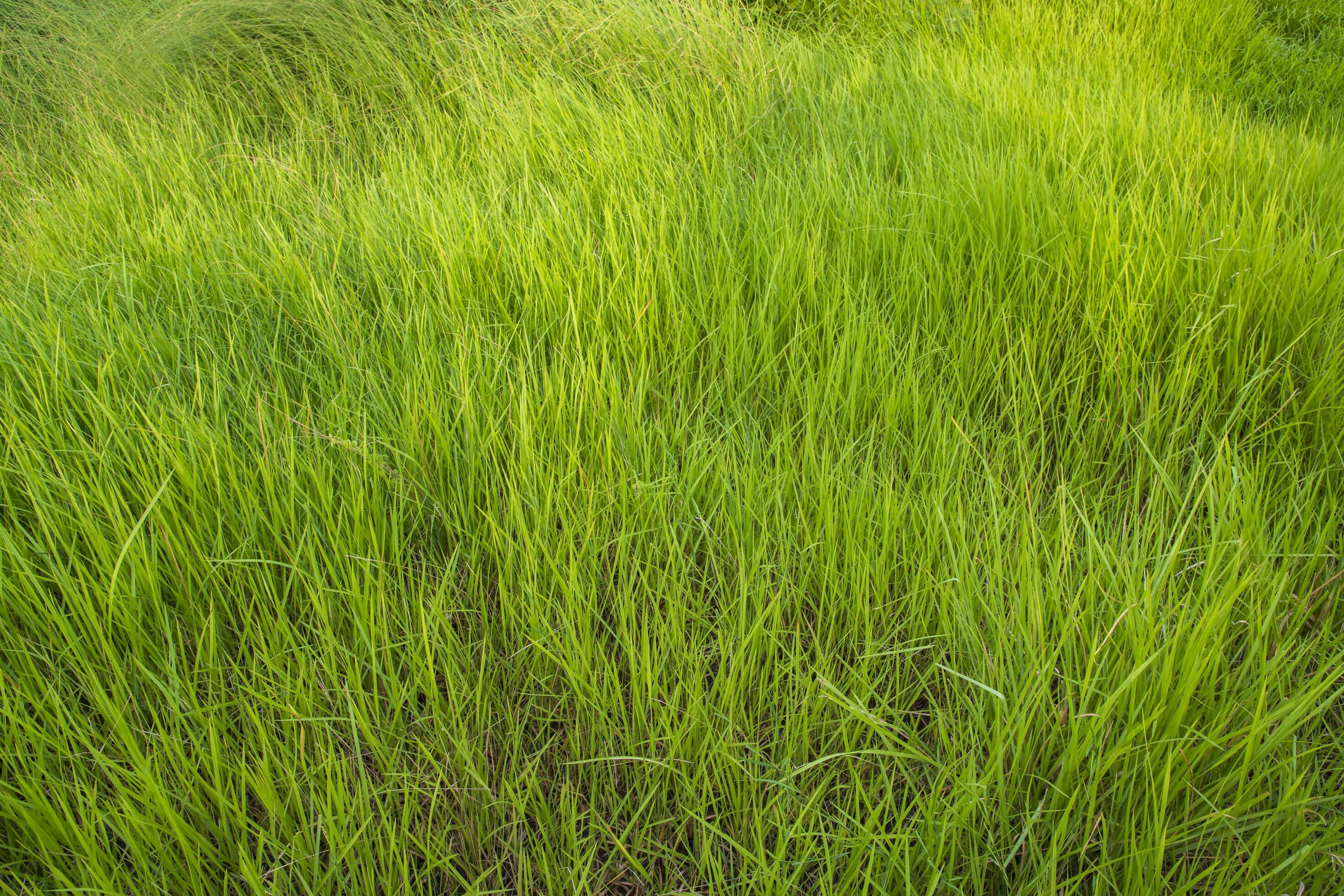 Close-up Green long grass pattern texture can be used as a natural background wallpaper Stock Free