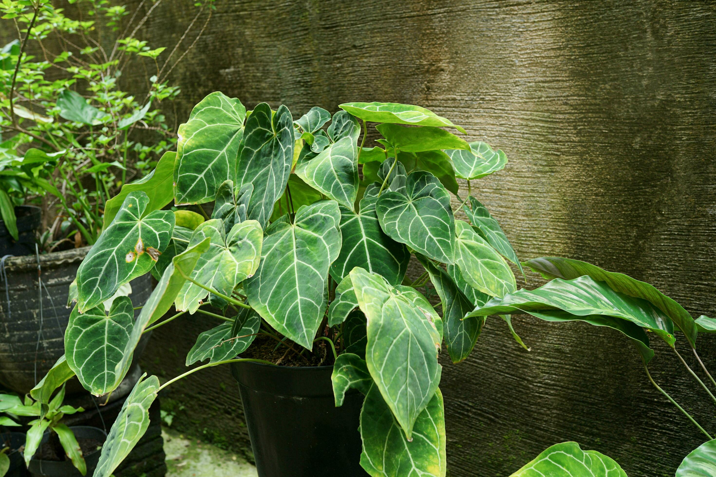 The Elephant Ear Flower or Anthurium crystallinum belongs to the flowering anthuriums in the aroid family Araceae in the garden Stock Free