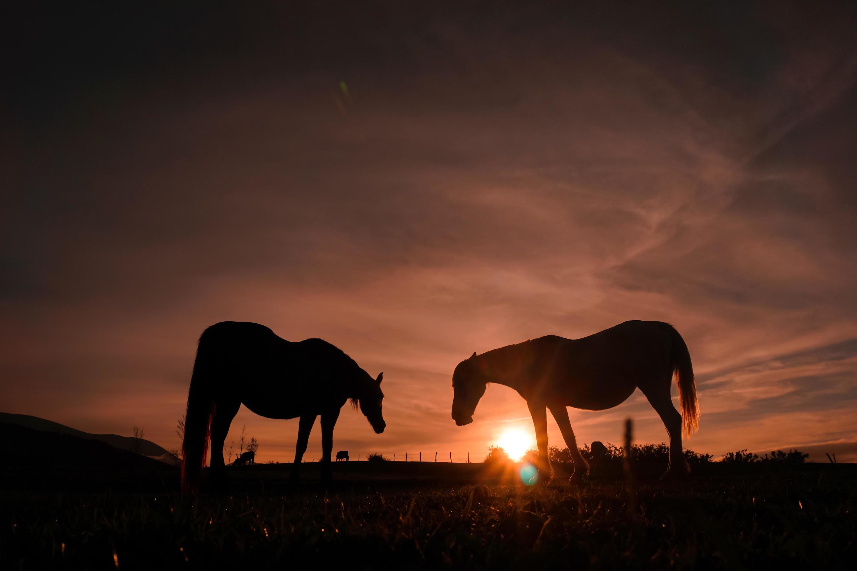 horses silhouette in the meadow with a beautiful sunset Stock Free