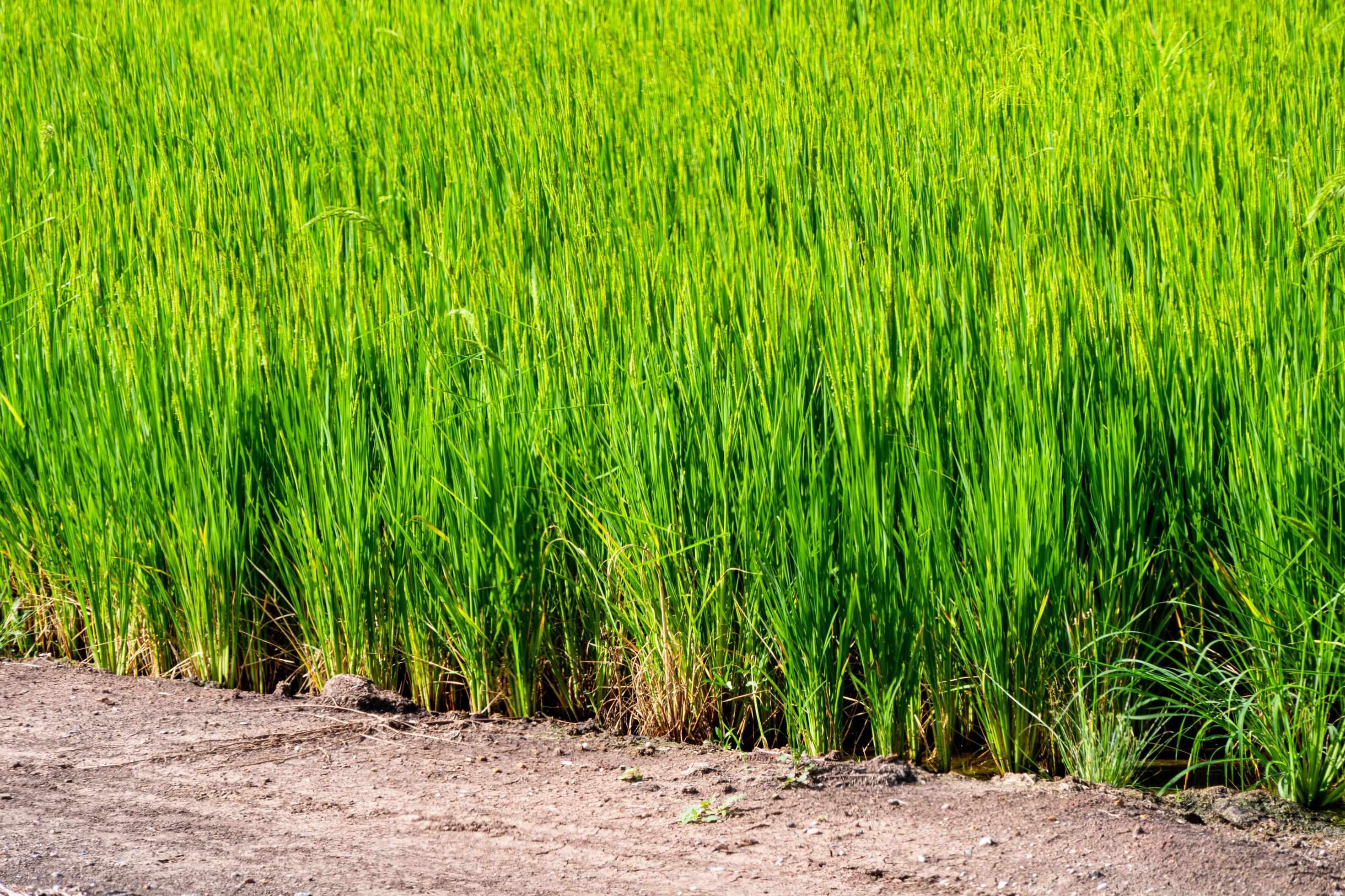 Rice paddy field organic jasmine farm, nature Asia food. Stock Free