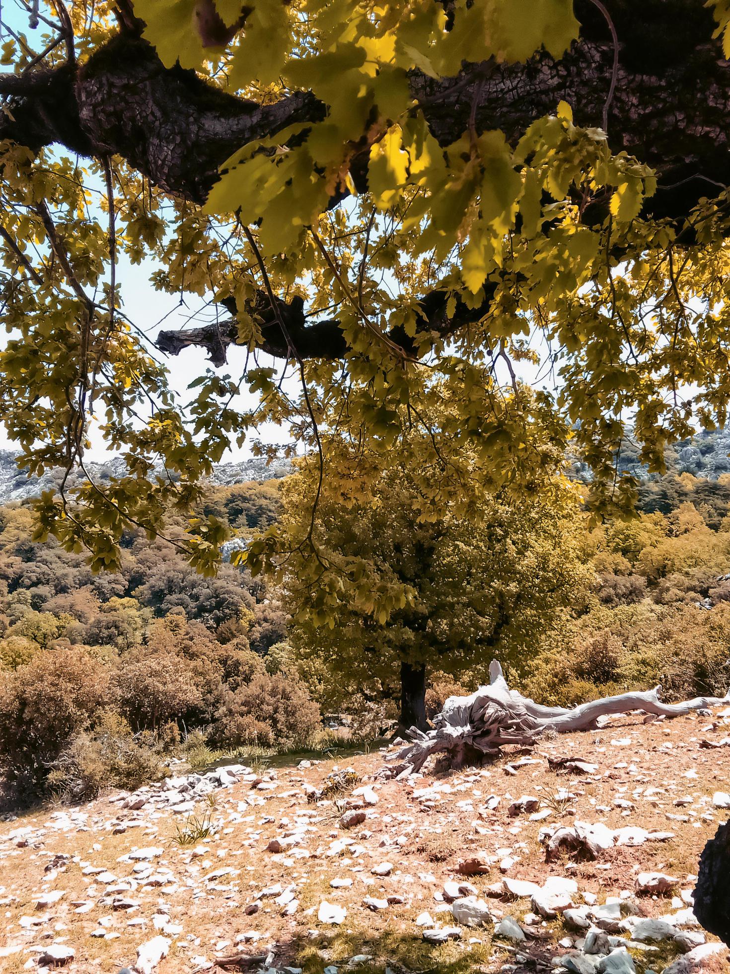 Autumnal majesty at the summit of a tree a journey into the heart of nature tranquil and picturesque landscapes Stock Free