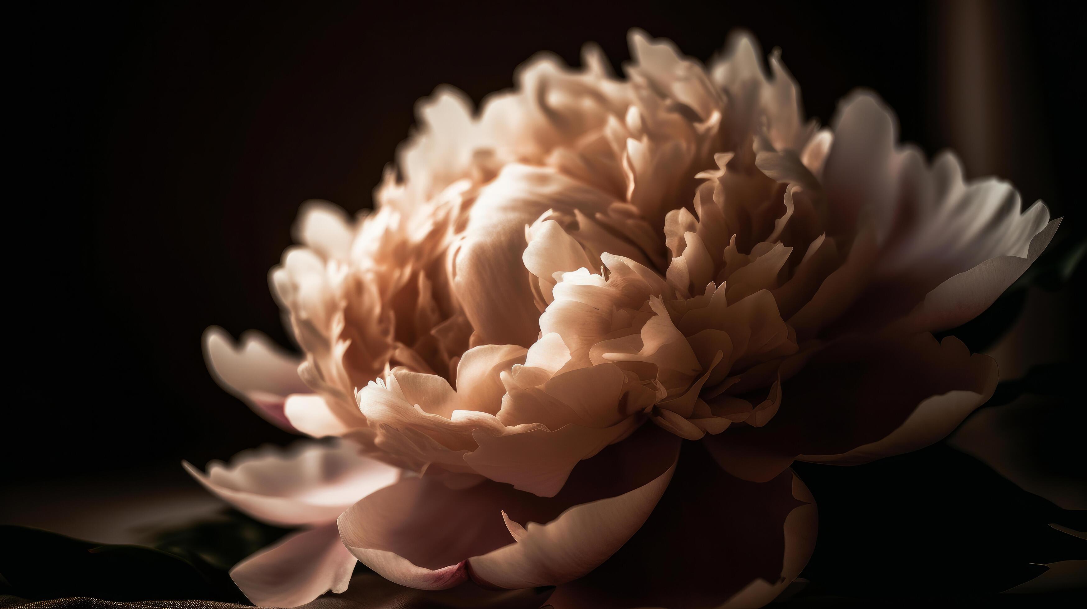 Peony flower natural background. Illustration Stock Free