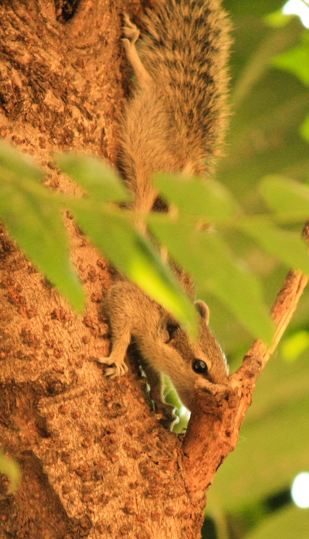 Squirrel Stock Free