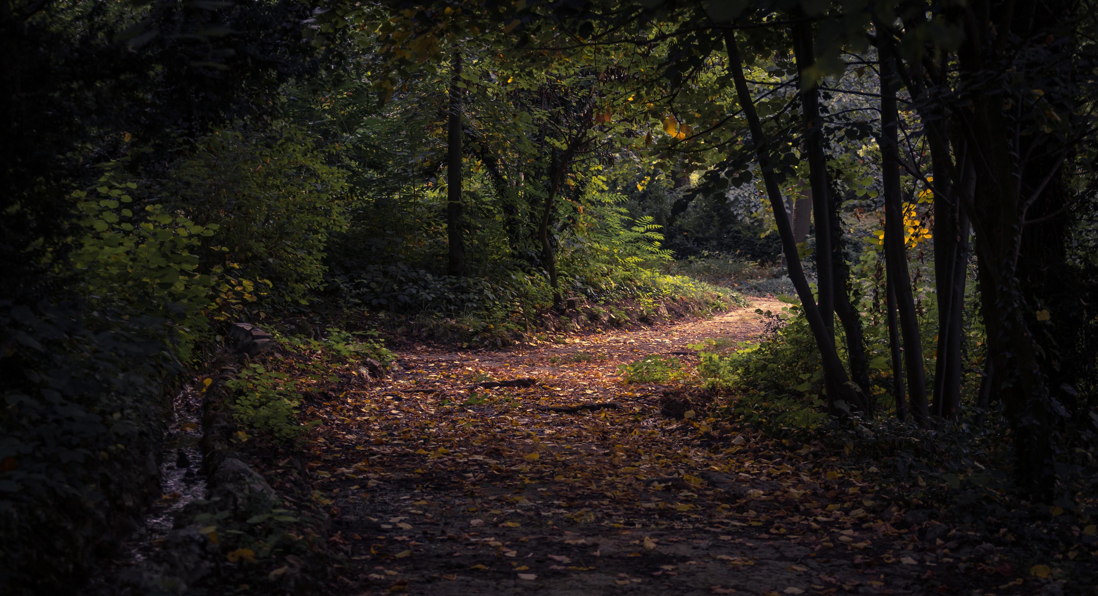 Forest during daytime Stock Free