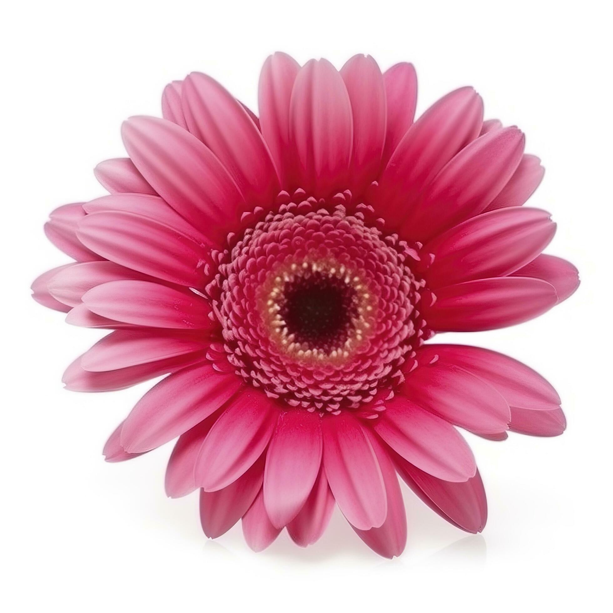 Pink gerbera flower isolated on white background, generate ai Stock Free