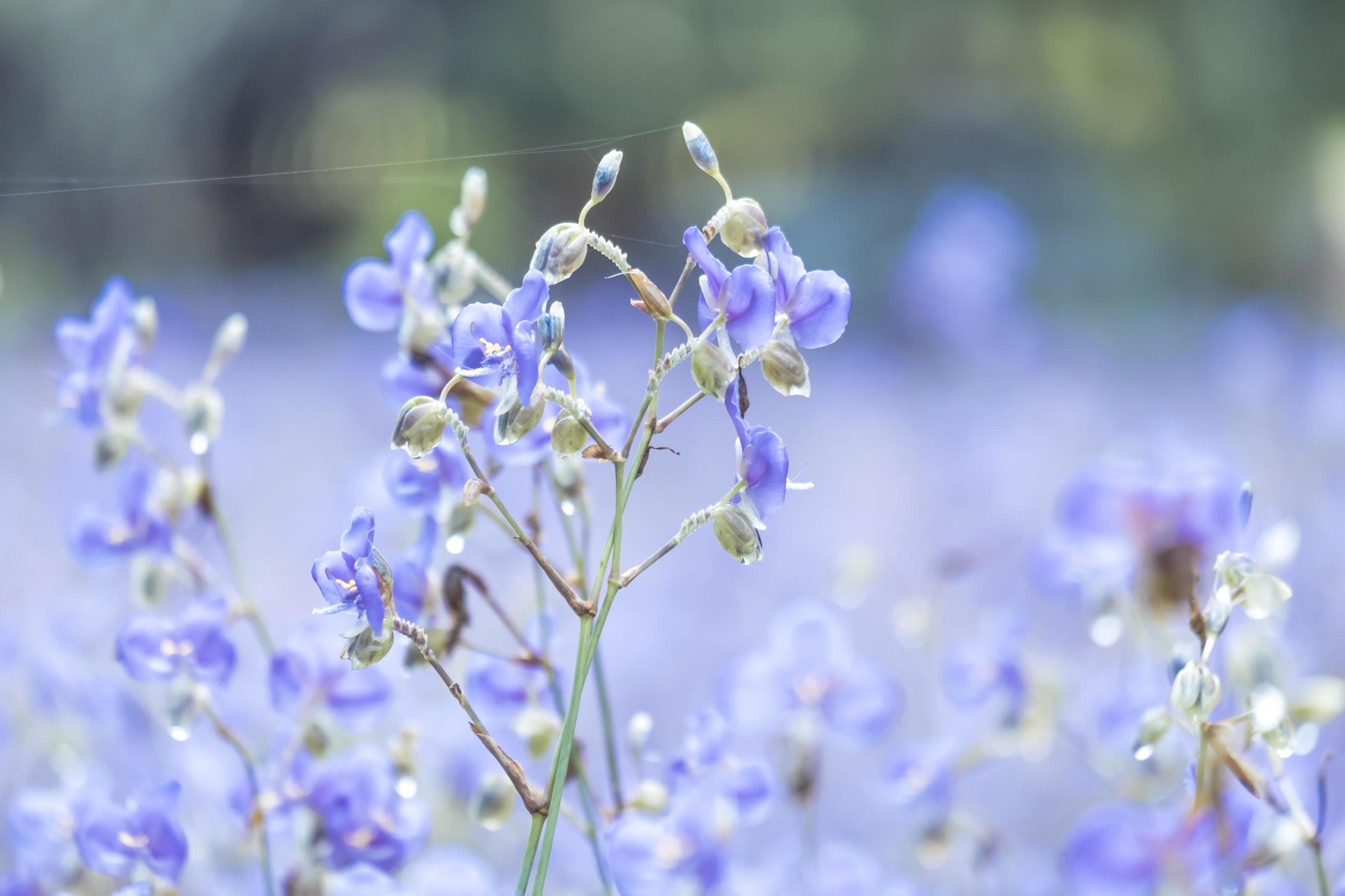 Beautiful Purple wild flowers blooming with refreshing in the morning,Soft pastel on nature bokeh background Stock Free