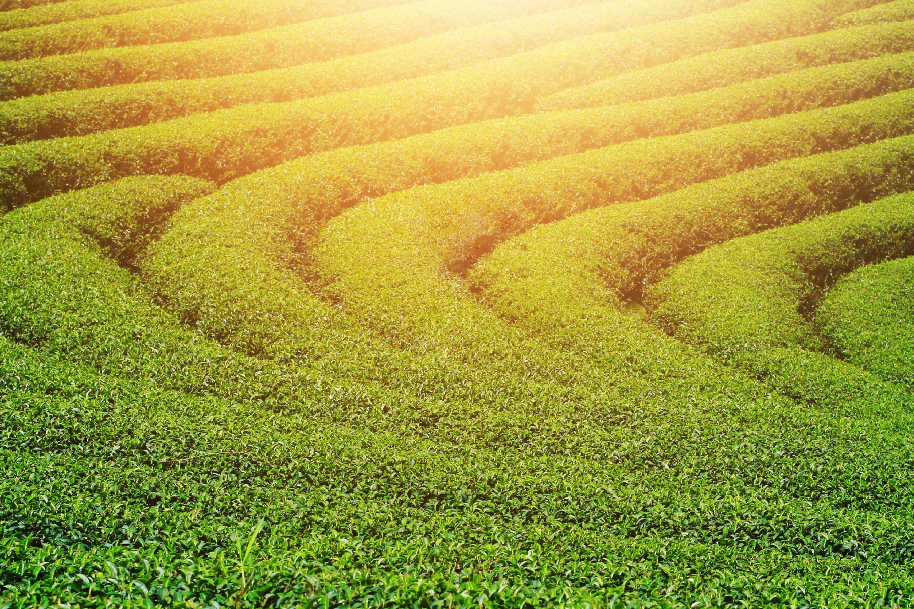 Beautiful landscape golden sunrise shining on Tea Plantation on the mountain, Thailand Stock Free