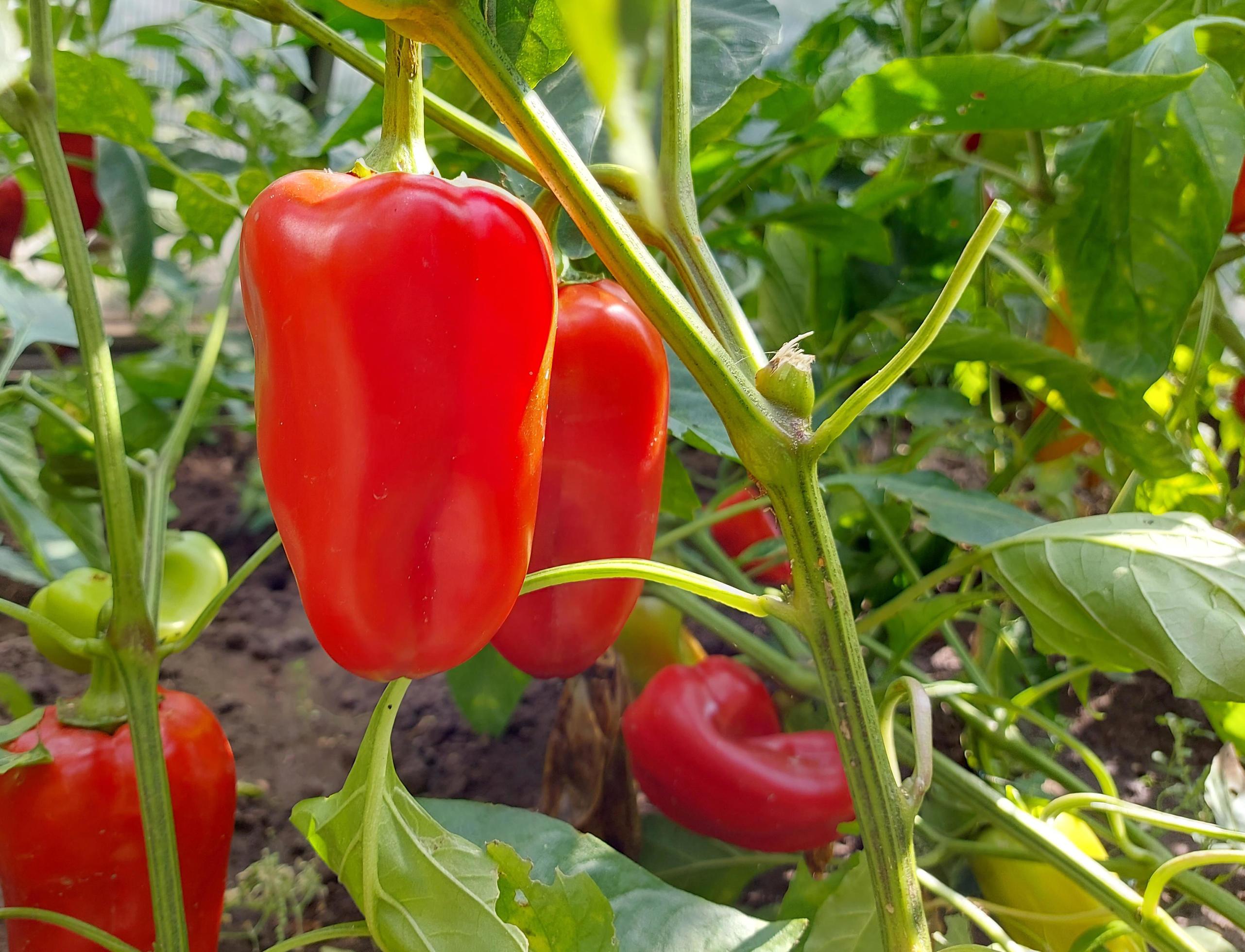 red bell pepper grows in a greenhouse. food plant. gardening, harvest. Stock Free