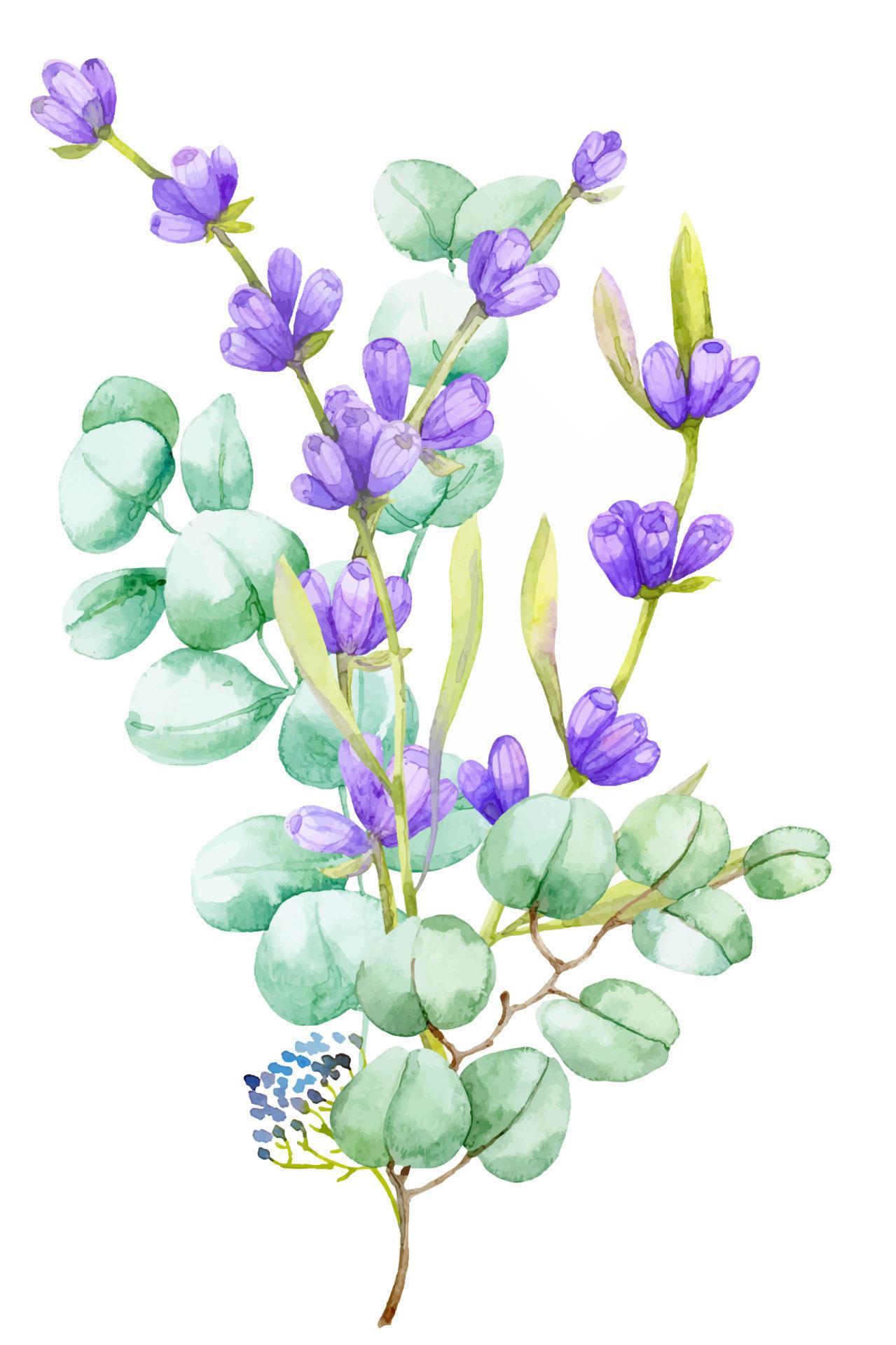 A bouquet of green eucalyptus leaves and lilac lavender. Watercolor illustration Hand drawn eucalyptus branch with lavender flowers Stock Free