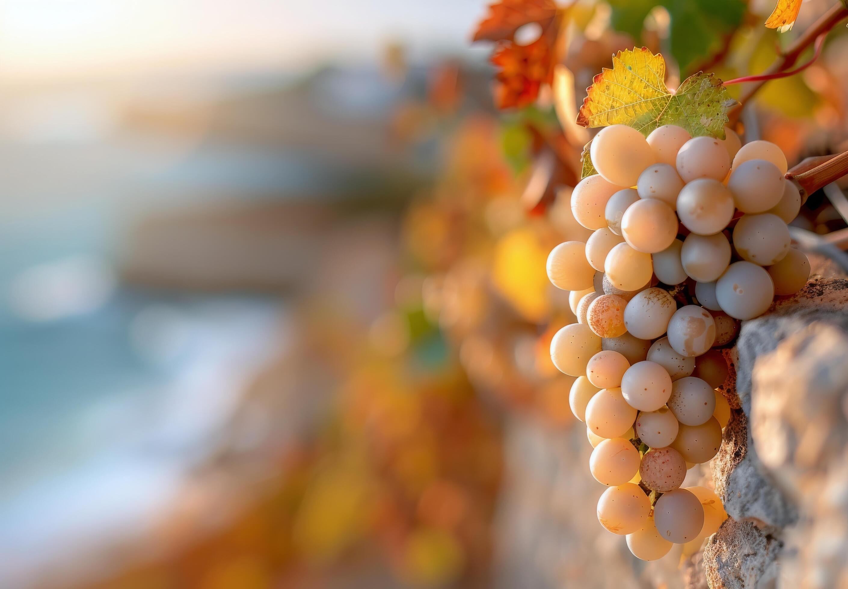 Blue Grapes Hanging From a Vine Against a Coastal Background in Autumn Stock Free