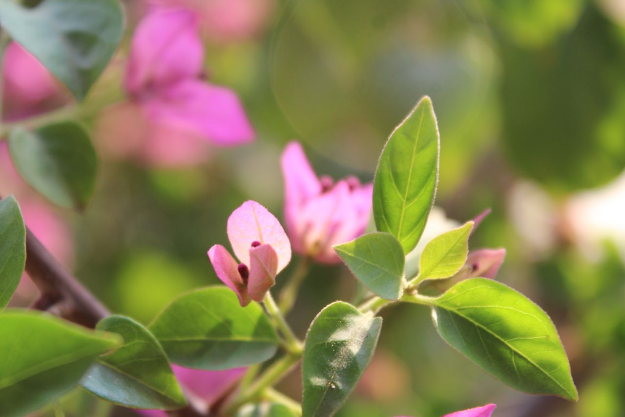 Garden Leaves Closeup Stock Free