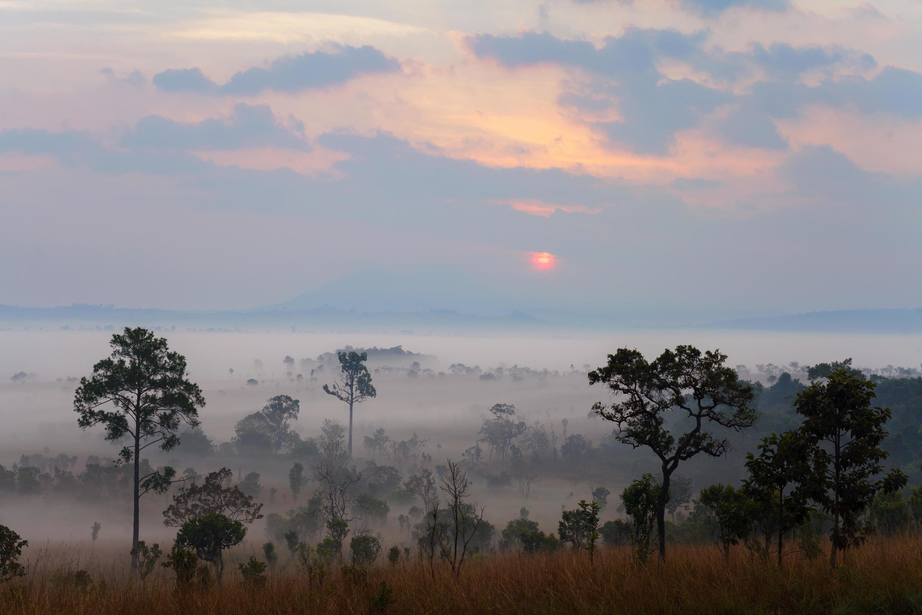 Misty morning sunrise at Thung Salang Luang National Park Phetchabun,Tung slang luang is Grassland savannah in Thailand. Stock Free