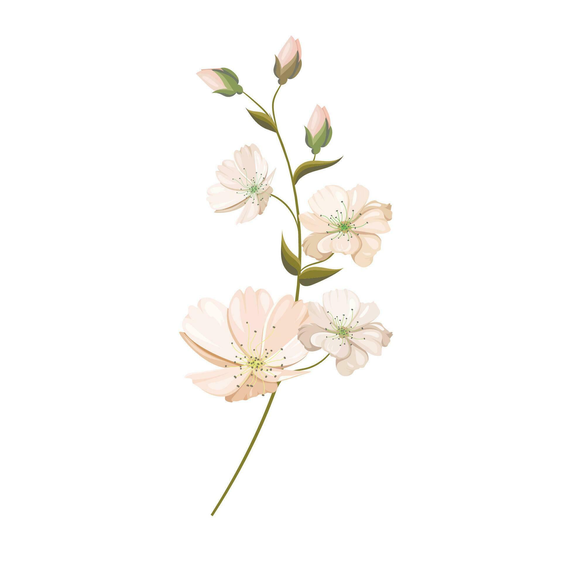 Vector peach flower from pomona italiana illustration Stock Free