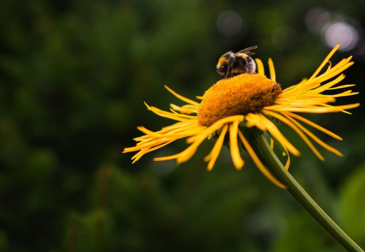 Bee on Yellow Flower Stock Free