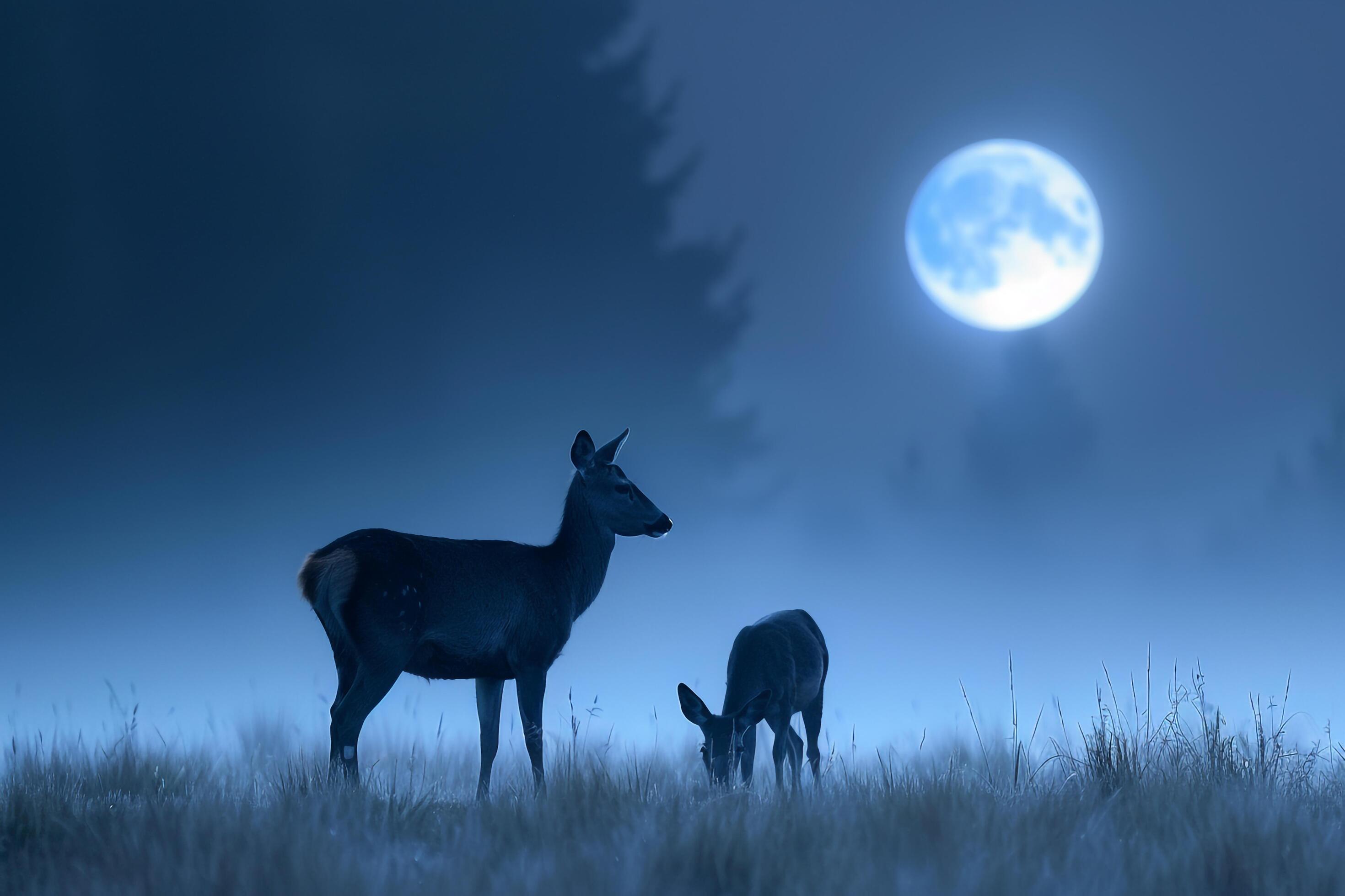 Moonlight Casting Silver Glow on Family of Deer Grazing in Meadow Background in Nature Stock Free