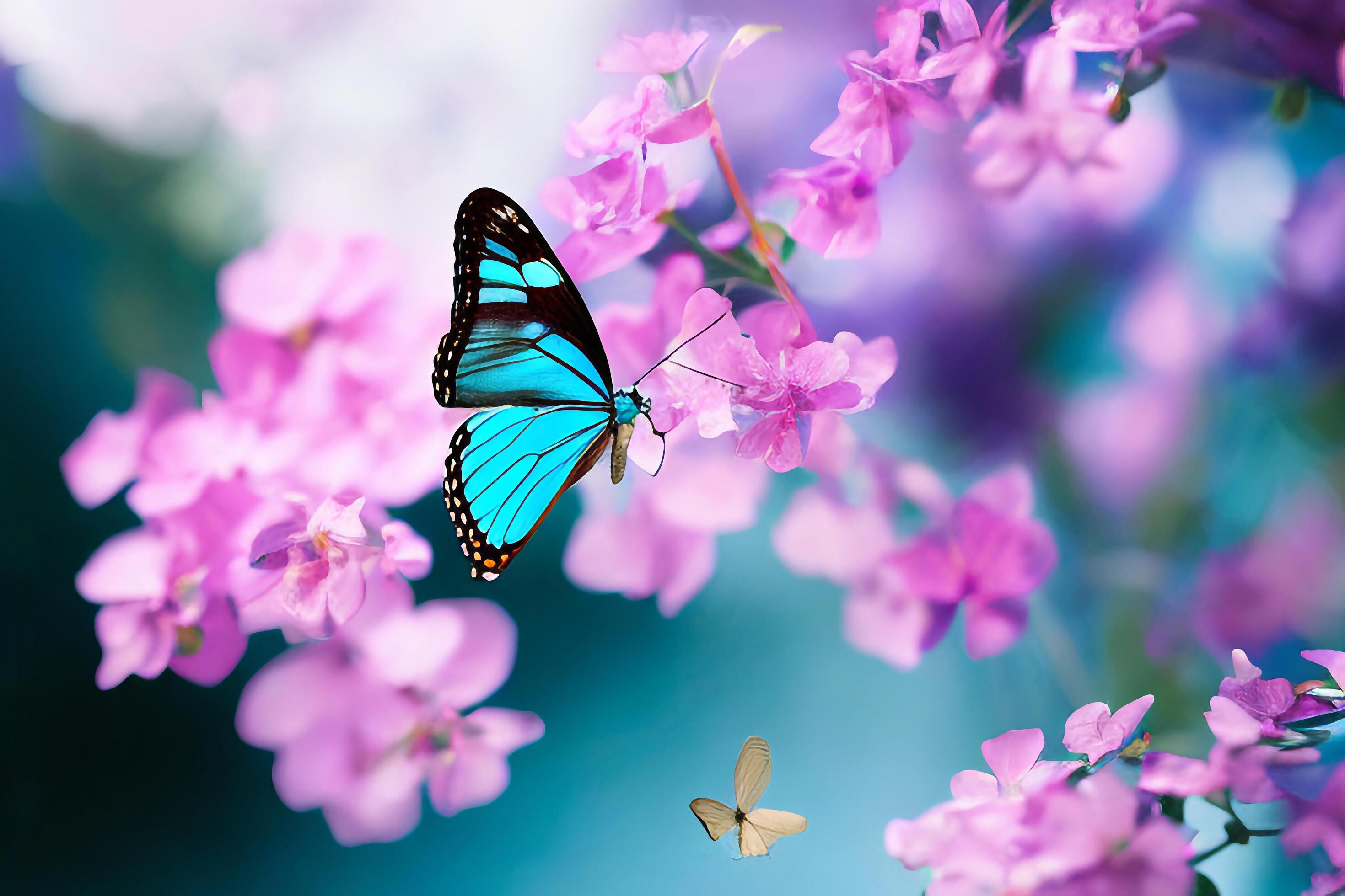 The butterfly is collecting nectar from the violet flowers with . Stock Free