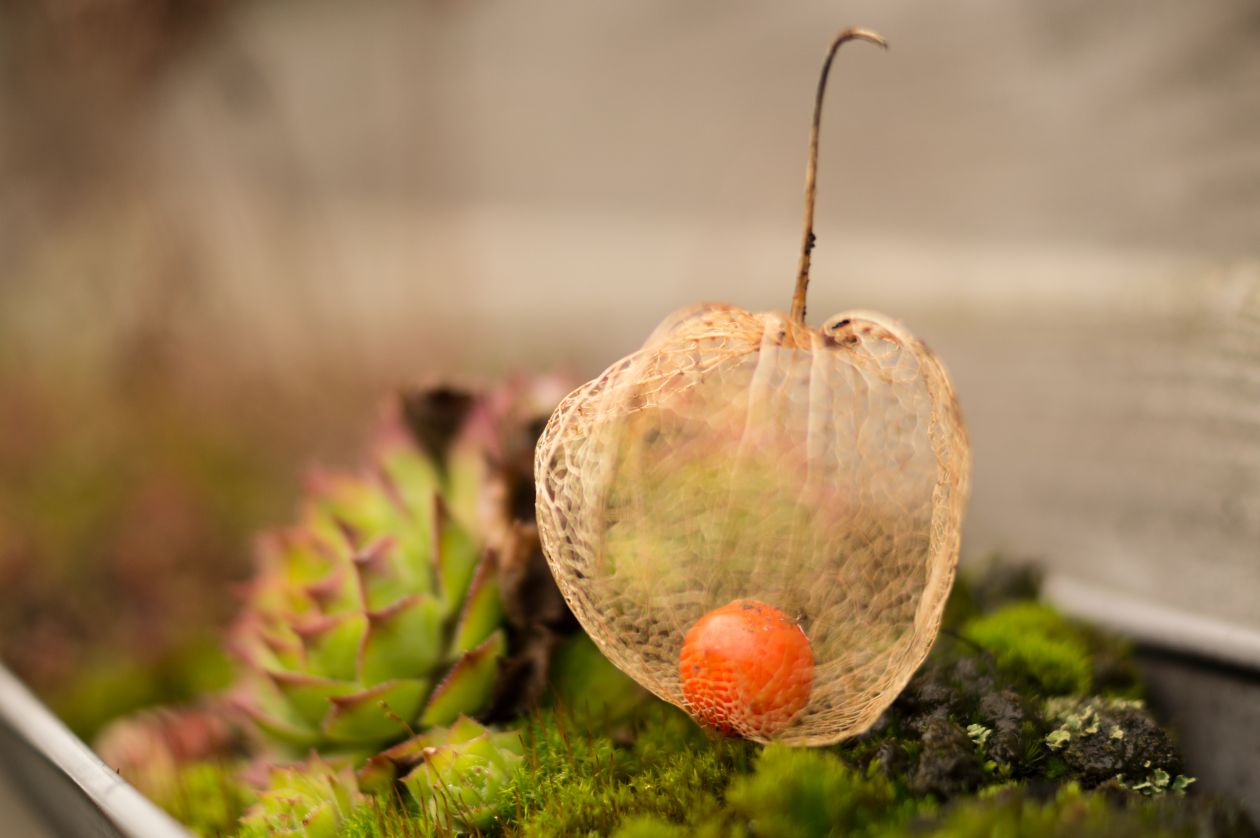 Chinese lantern plant Stock Free