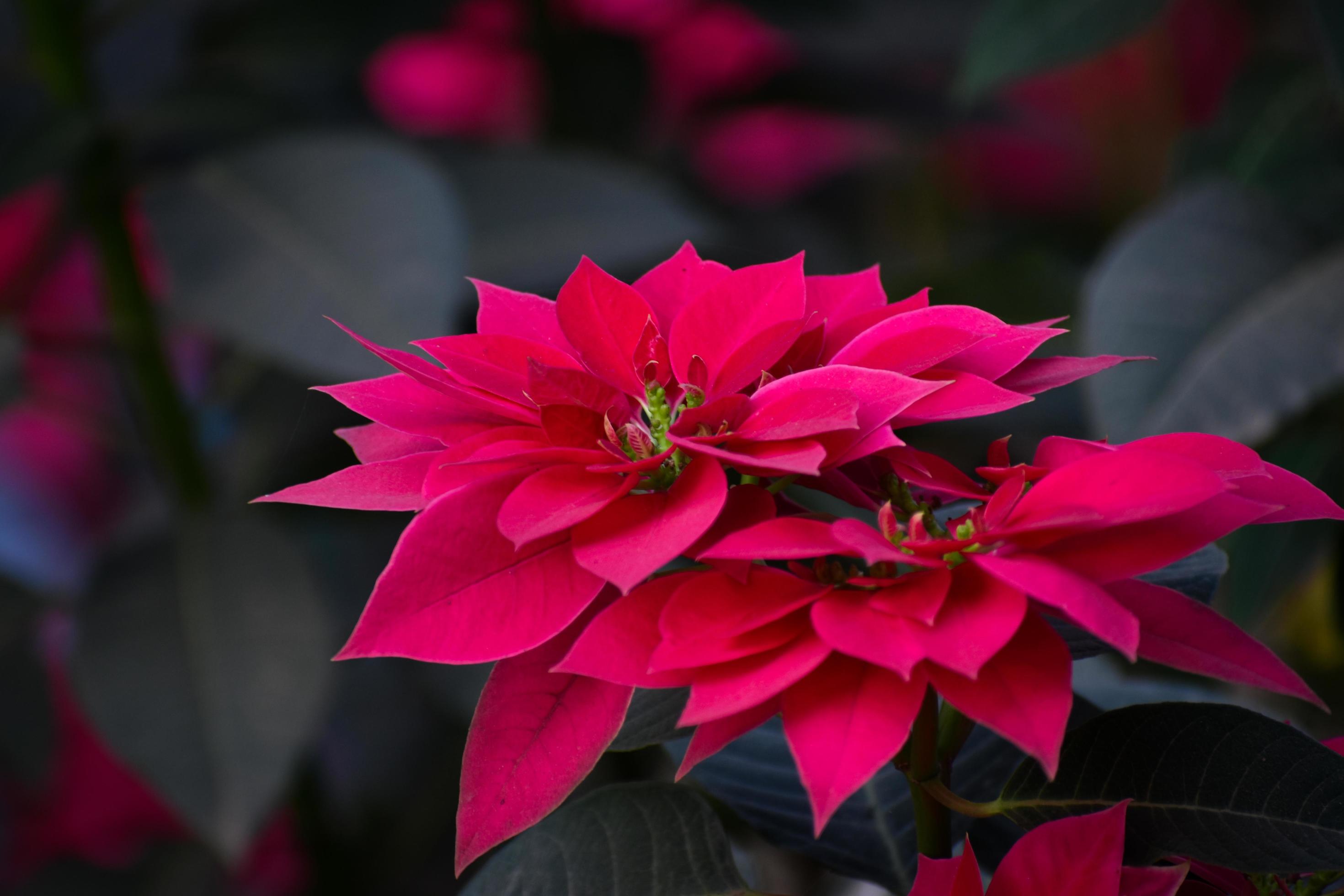 A close up of pink and red poinsettia flowers Stock Free