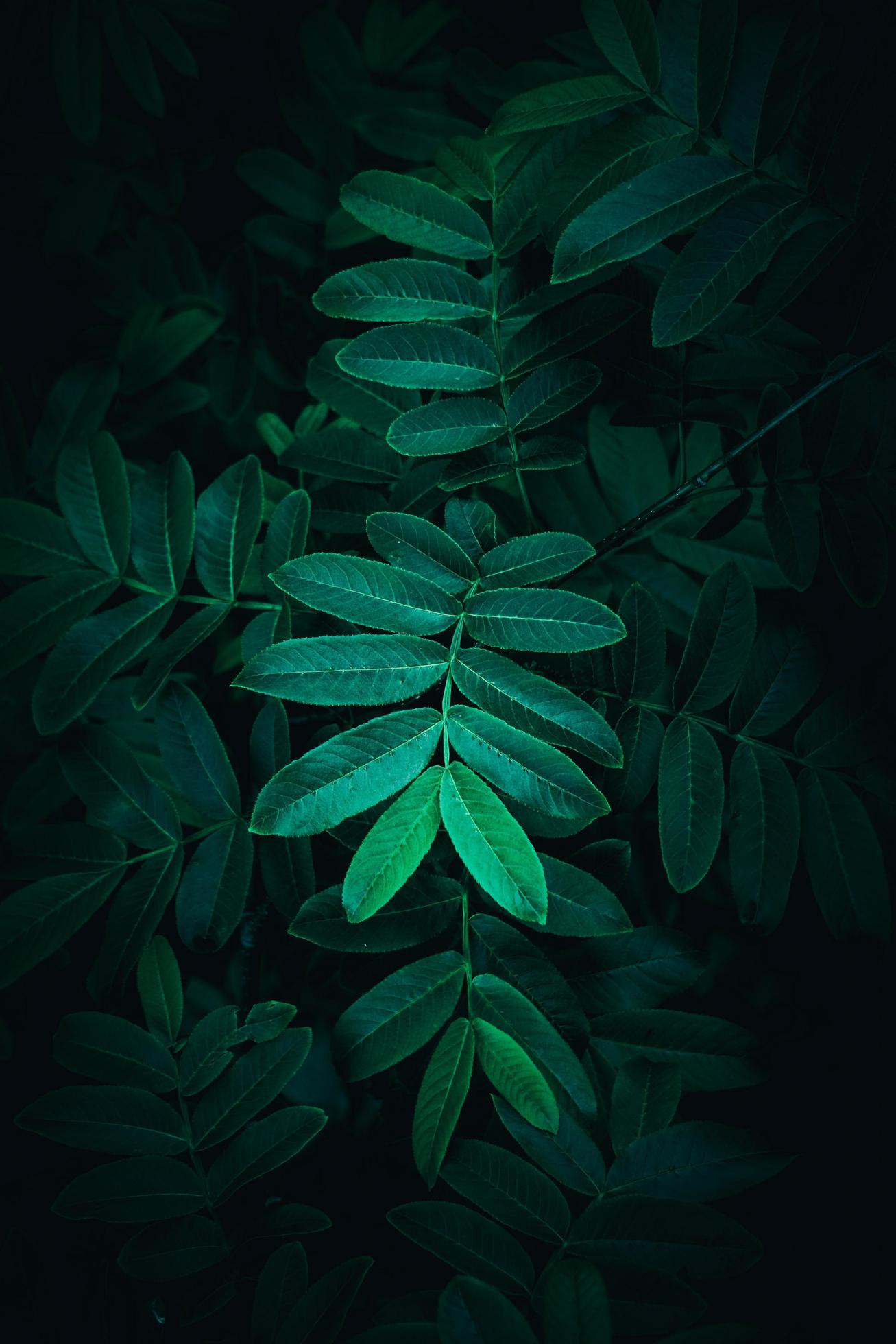 Green plant leaves in nature in the spring season, green background Stock Free