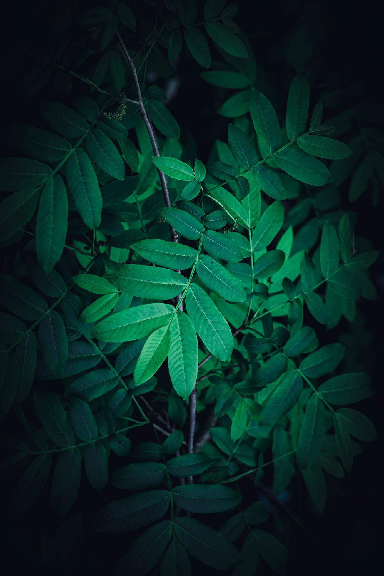 Green plant leaves in nature in the spring season, green background Stock Free