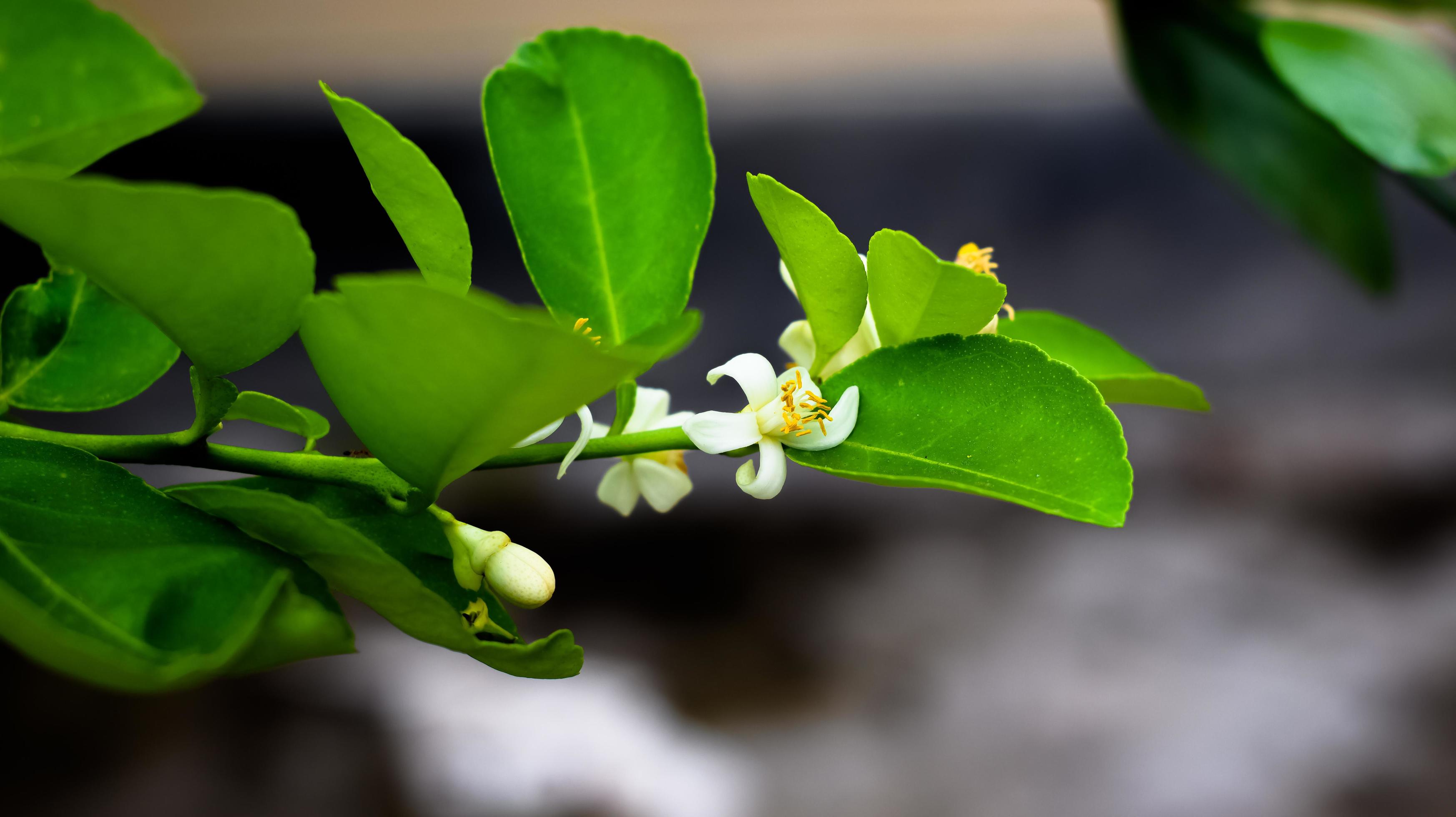 Green Lemon Flower Stock Free