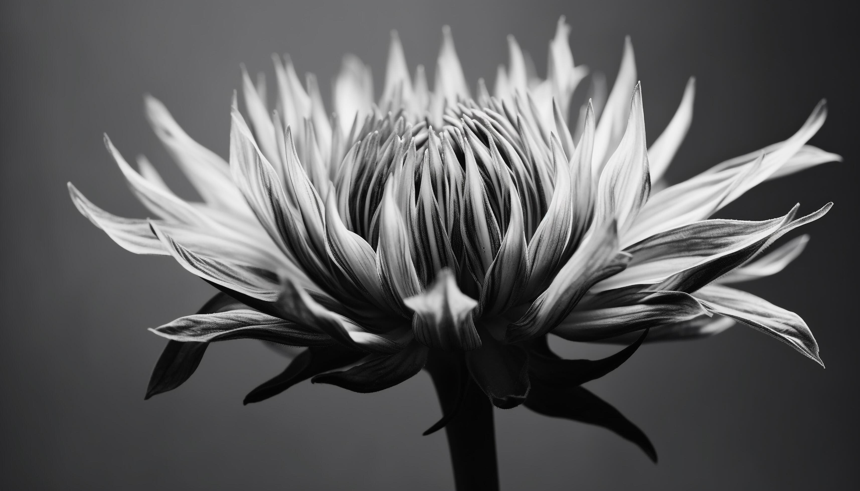 Bright yellow gerbera daisy, single flower, black background, close up generated by AI Stock Free