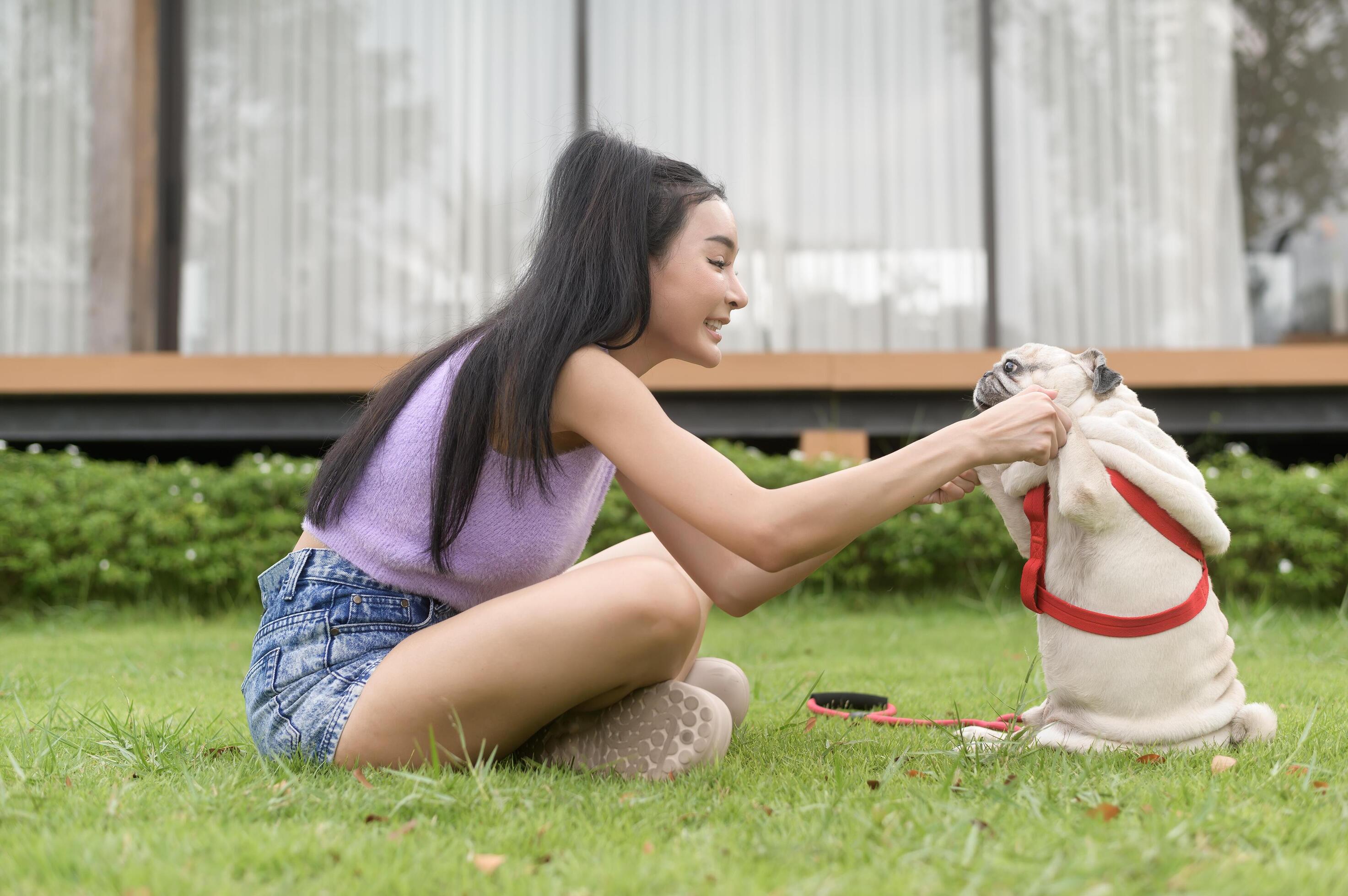 Happy asian woman playing with Cute Smart pug Puppy Dog In the Backyard Stock Free