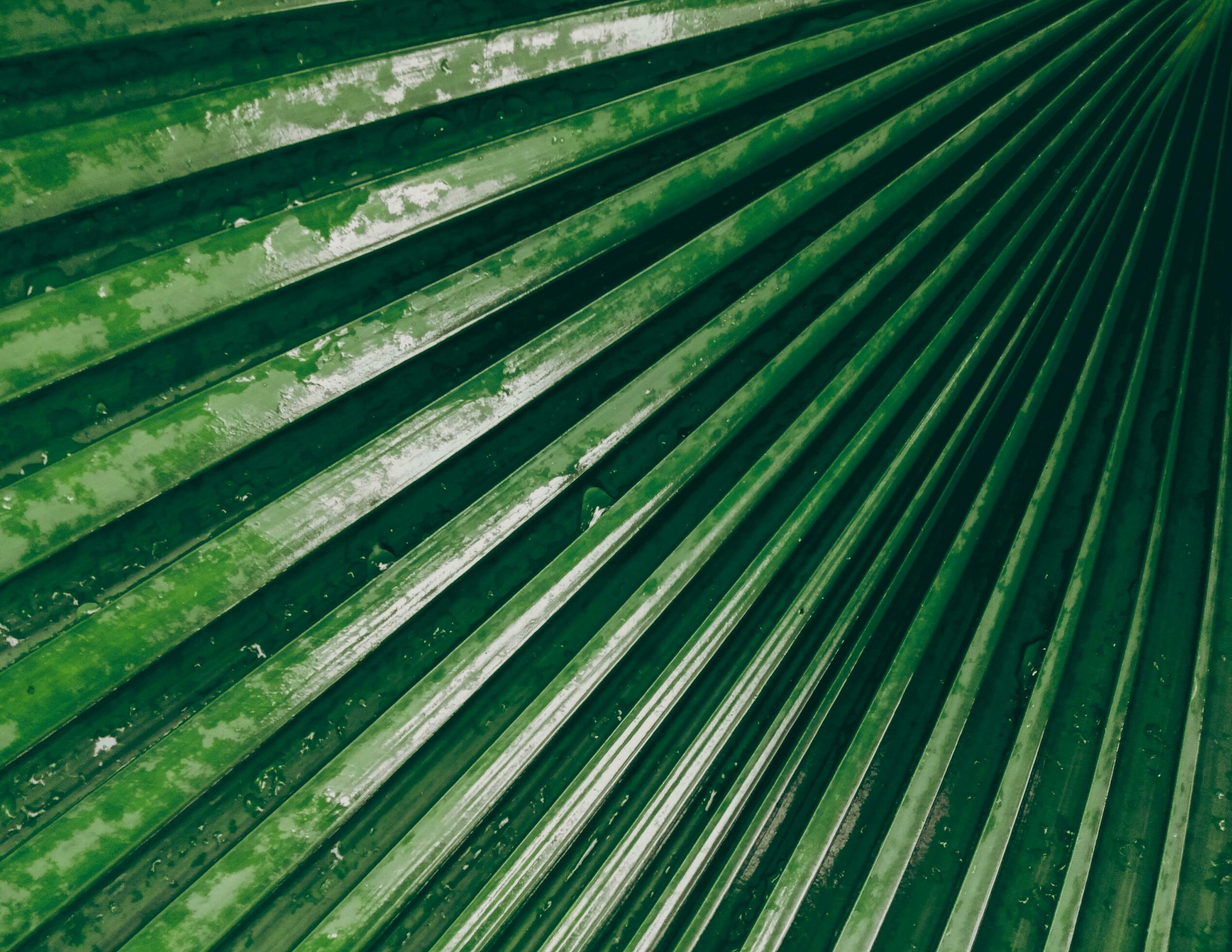 Green palm leaf pattern with water droplets natural bright backdrop background design template wallpaper Stock Free