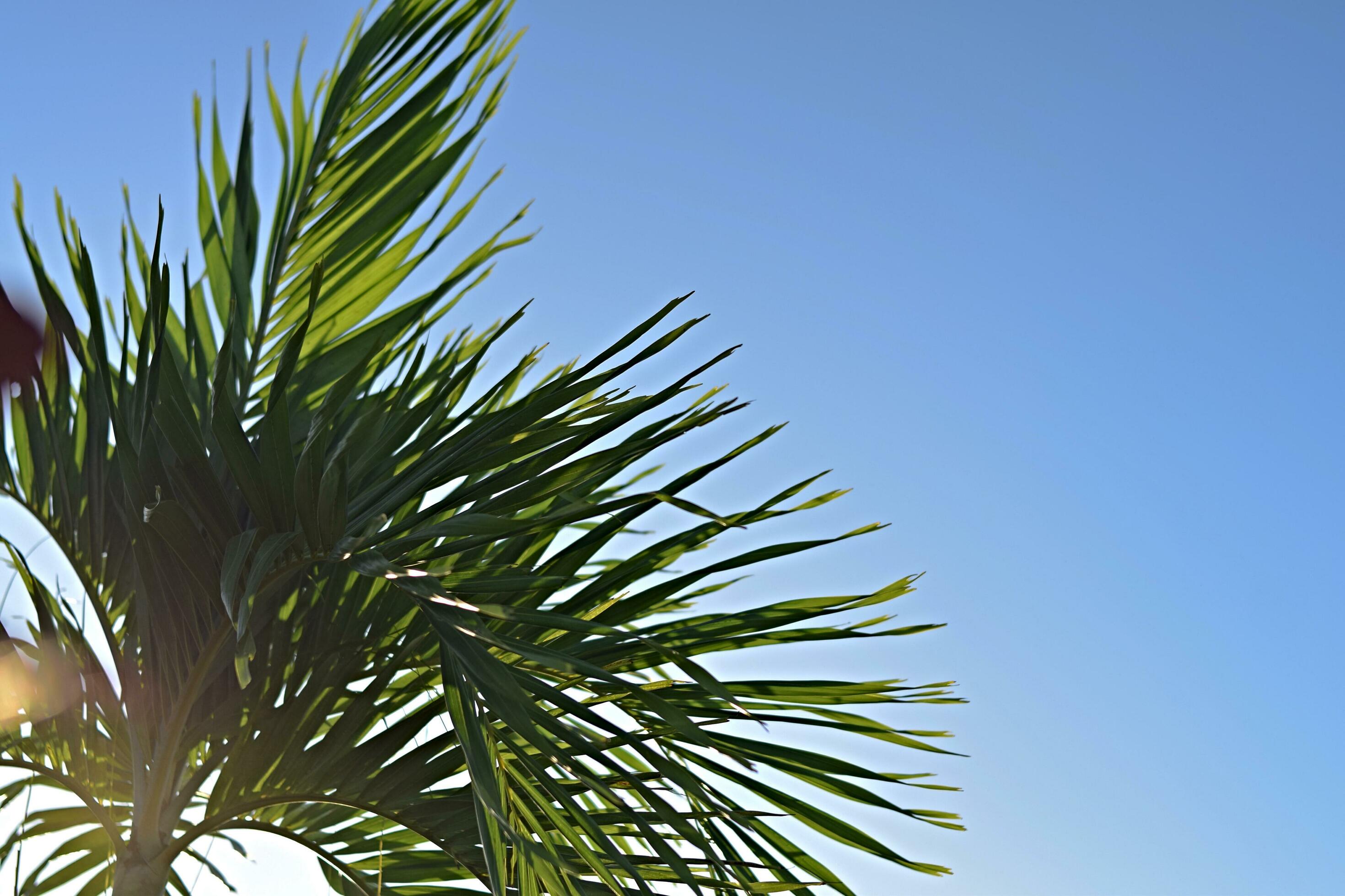 Natural palm leaves against blue sky in the background, with copy space. Stock Free