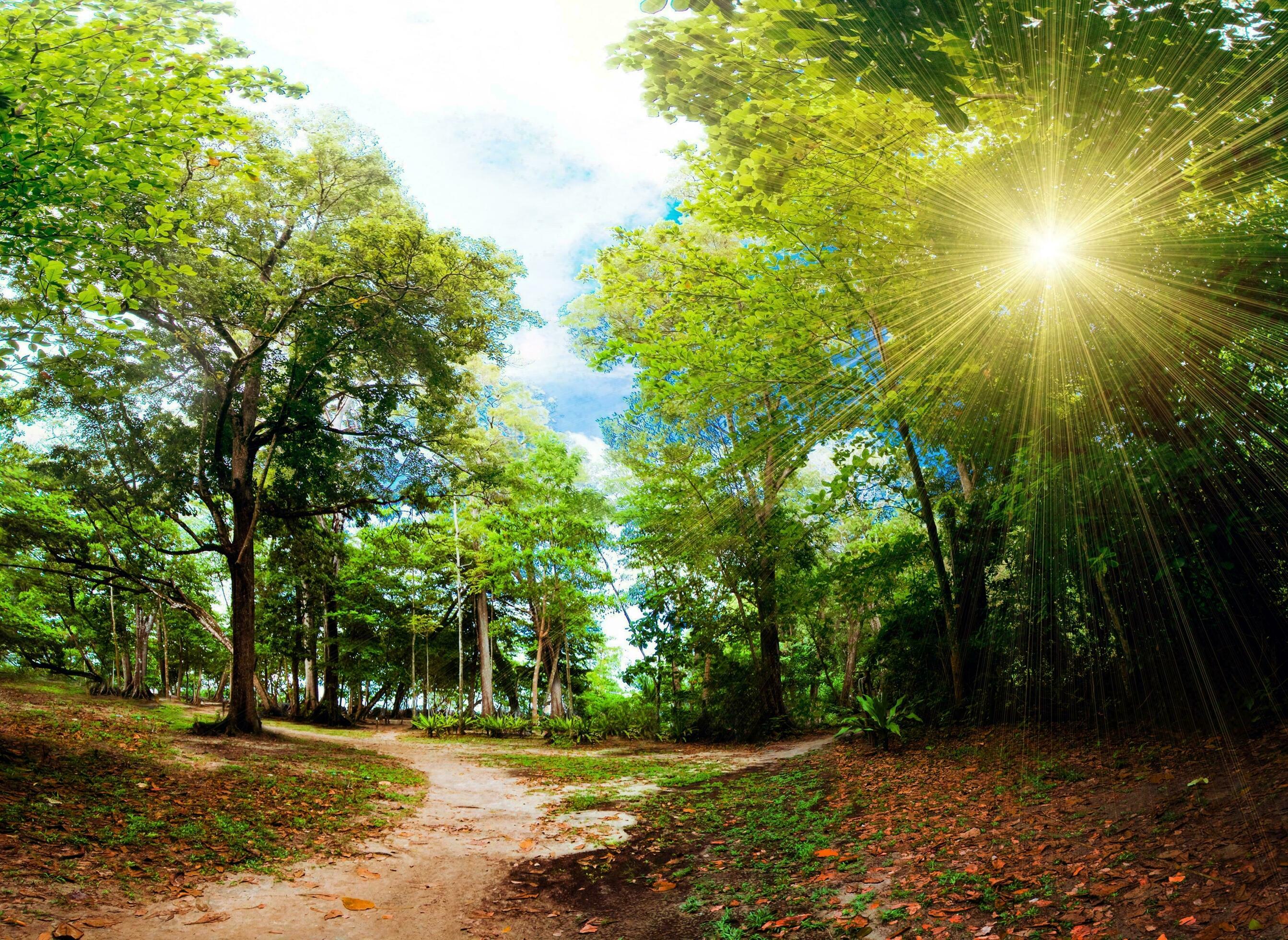 Nature green landscape sky background photo Stock Free