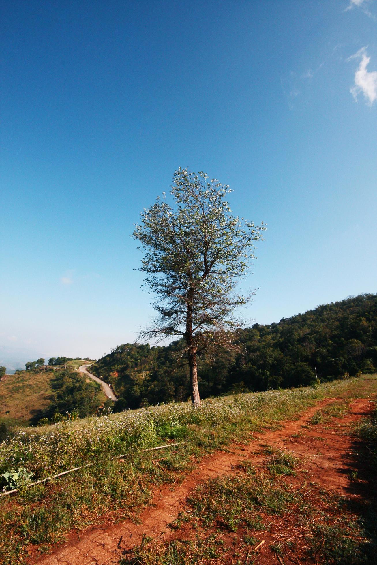 A lonely tree on the top of the hill in valley mountain with blue sky Stock Free