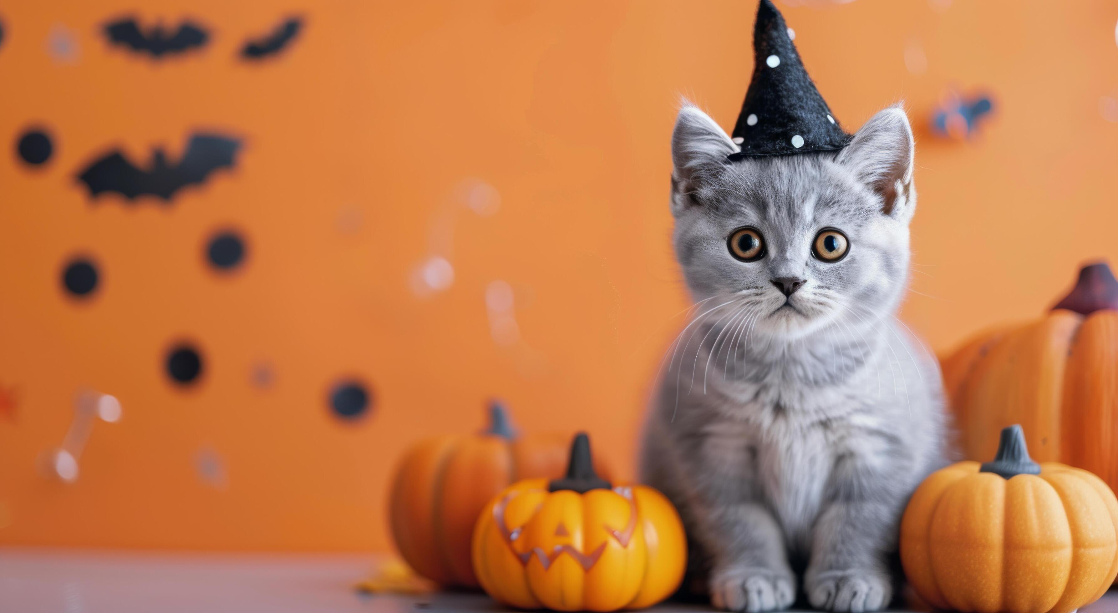 Gray Kitten Sitting Beside Halloween Pumpkins on Orange Background Stock Free