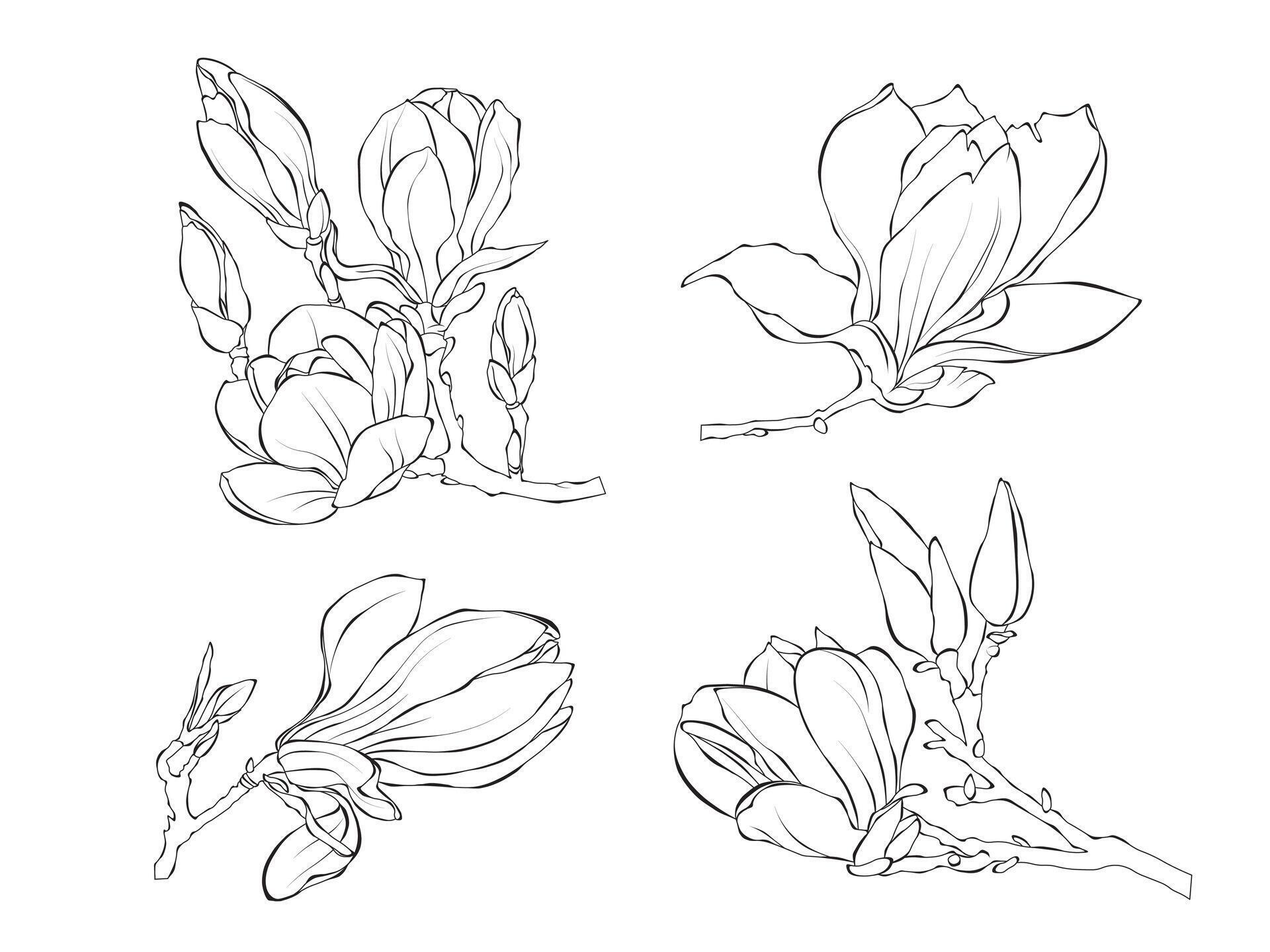 Flowers Magnolie line art outline illustration on white background Stock Free