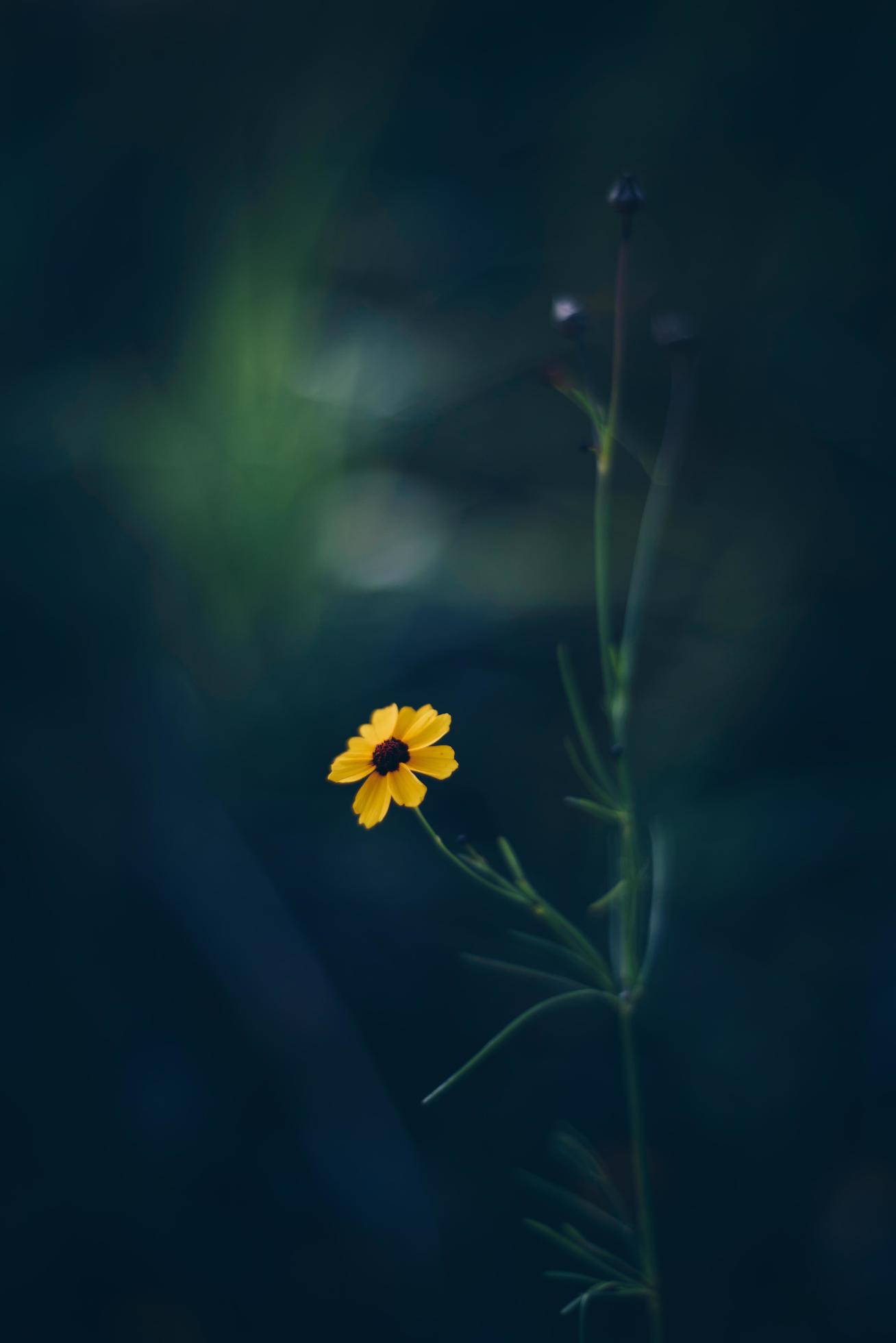 Yellow petaled flower Stock Free