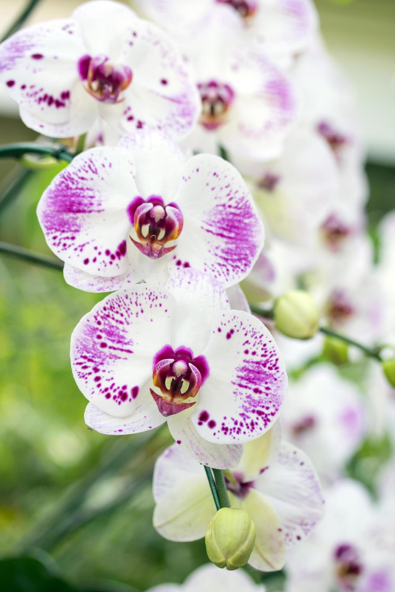 Phalaenopsis orchid flower Stock Free